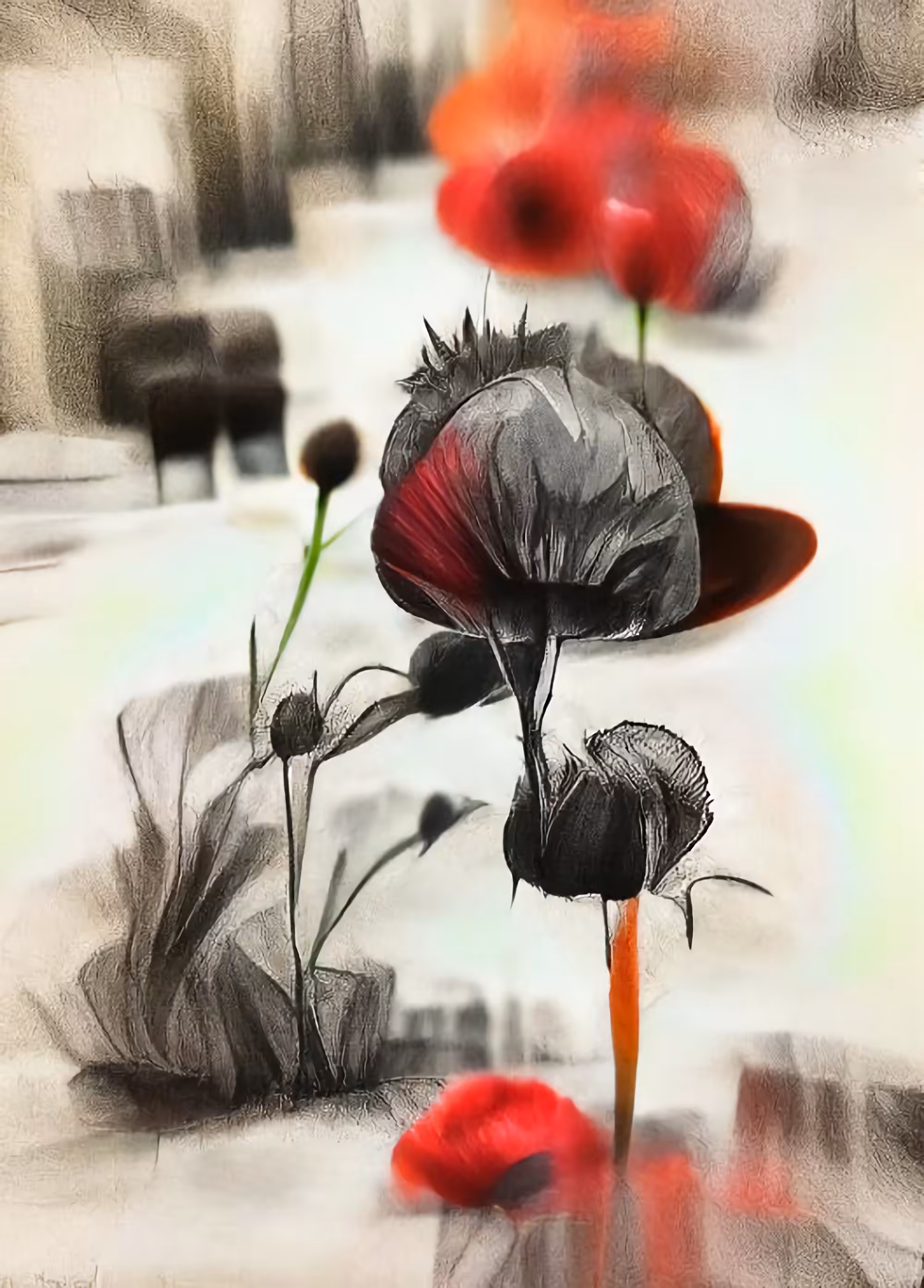 Poppies