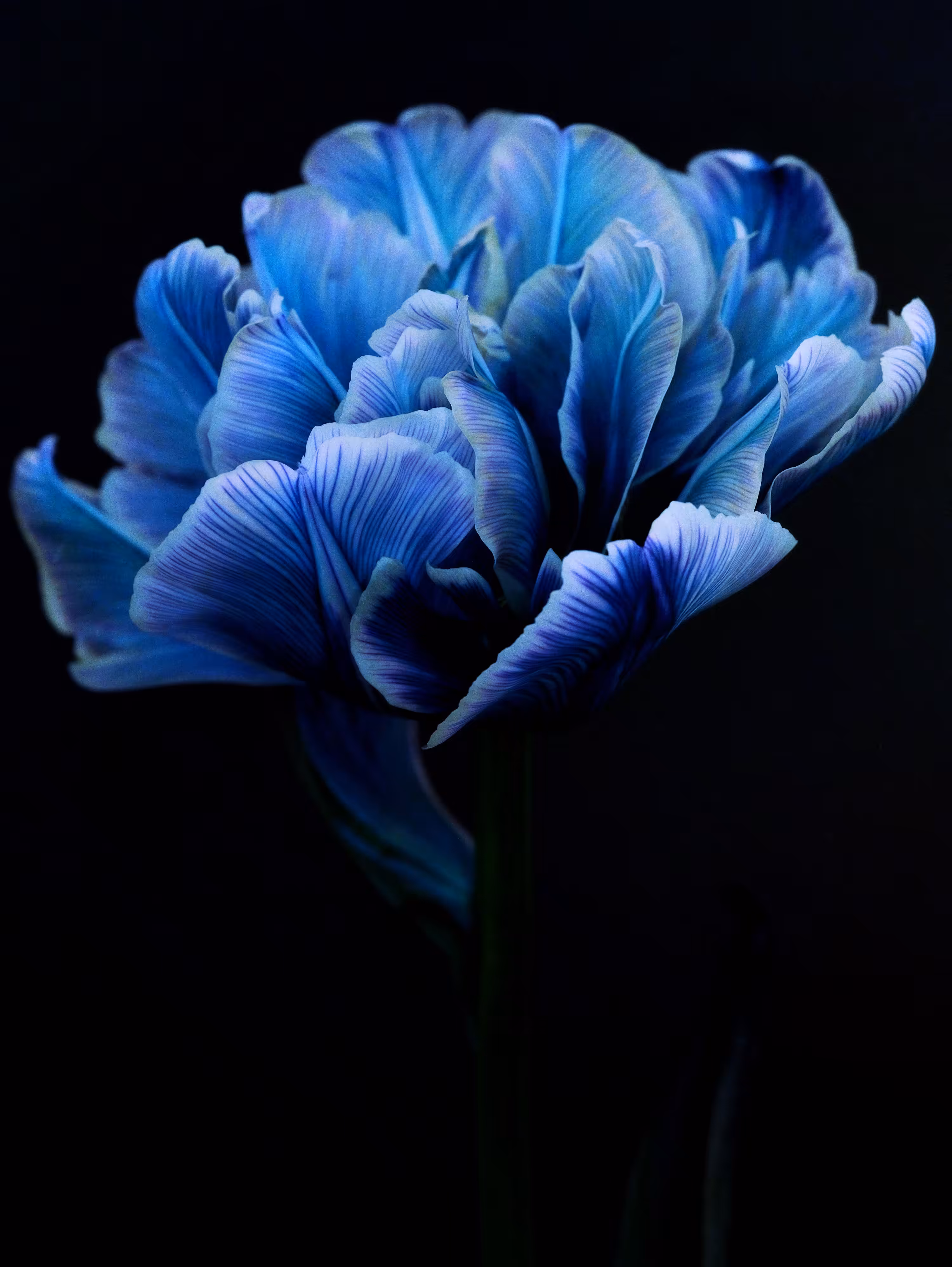 Blue [full]