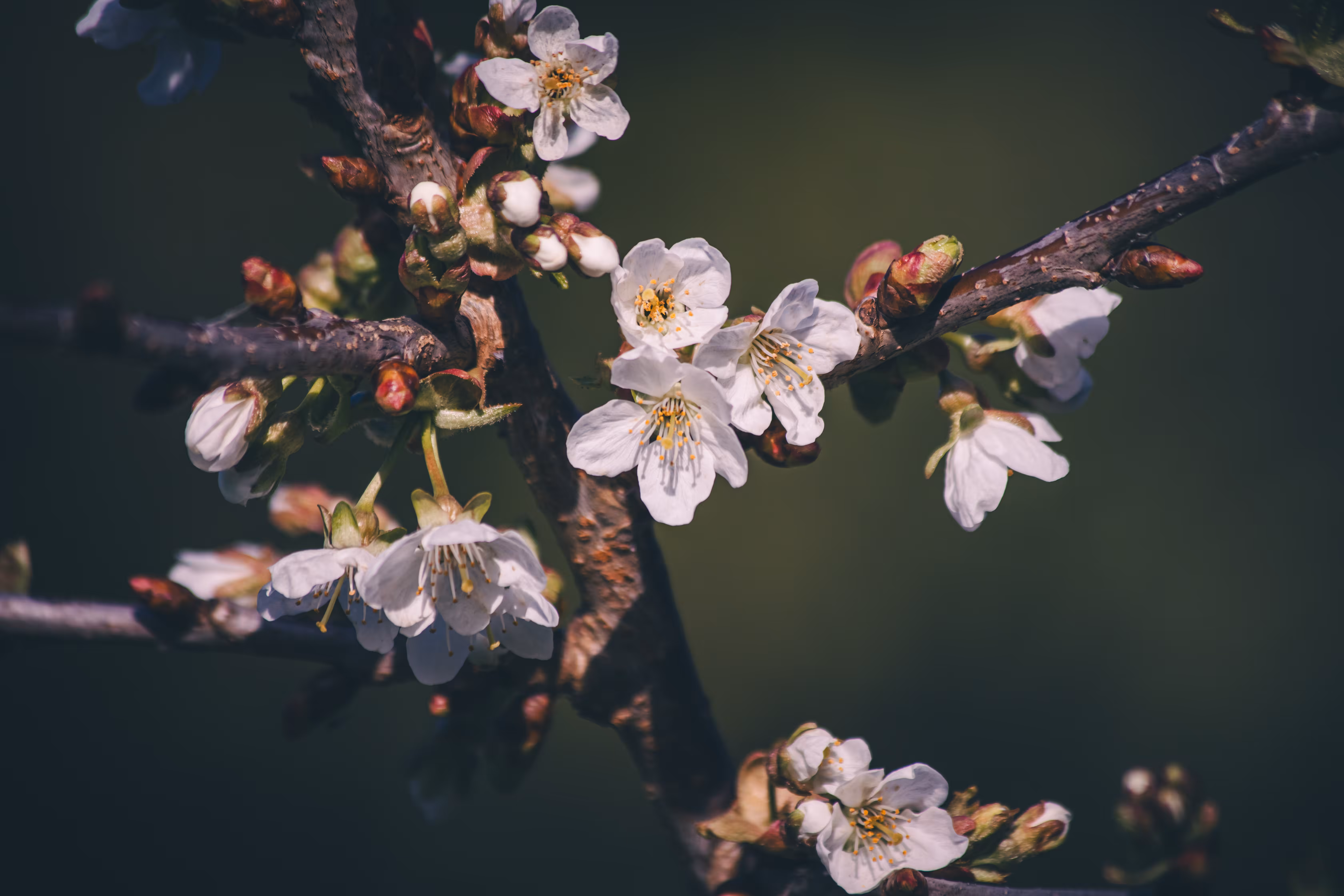 Natural Focus: Intervals of Spring