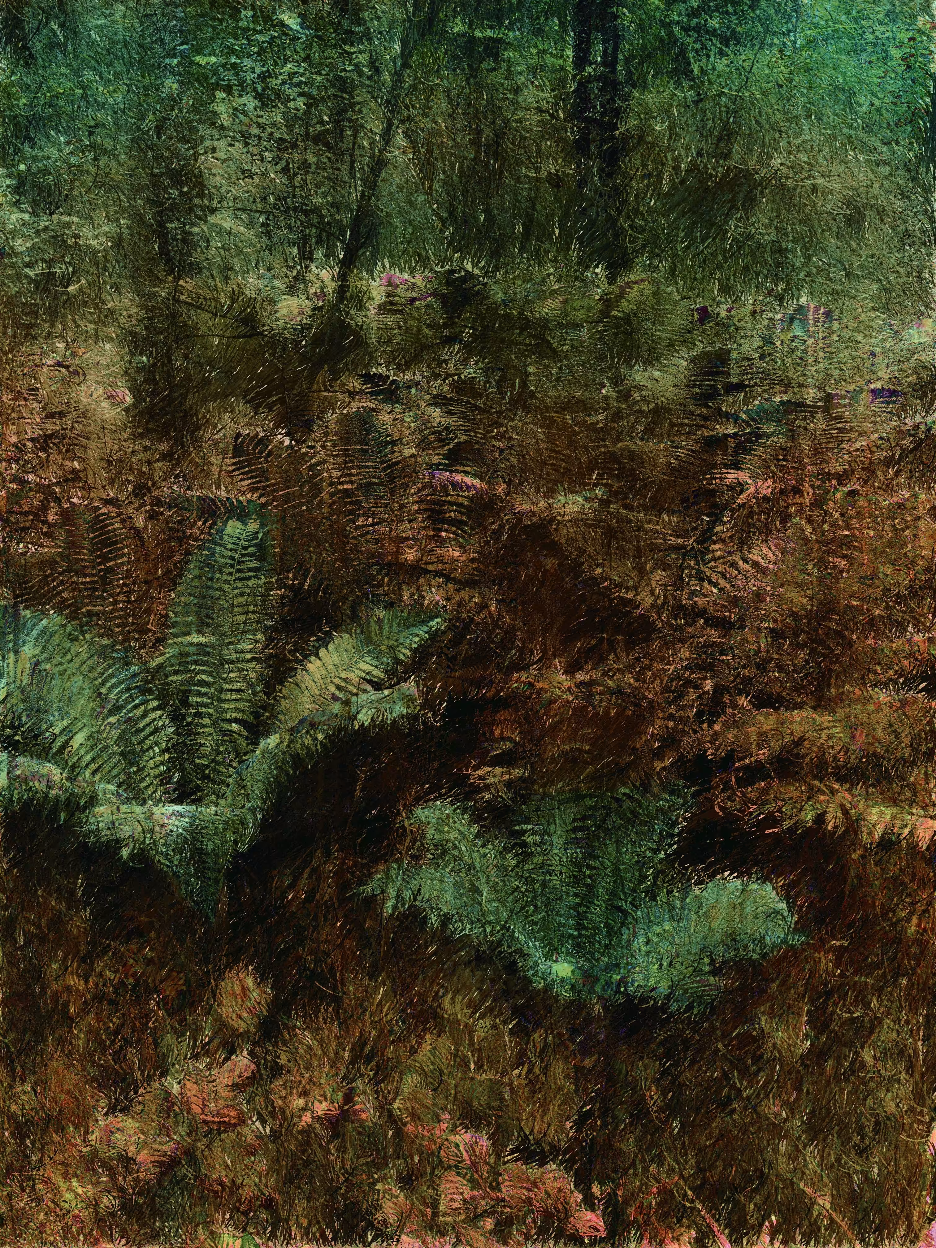 Ferns