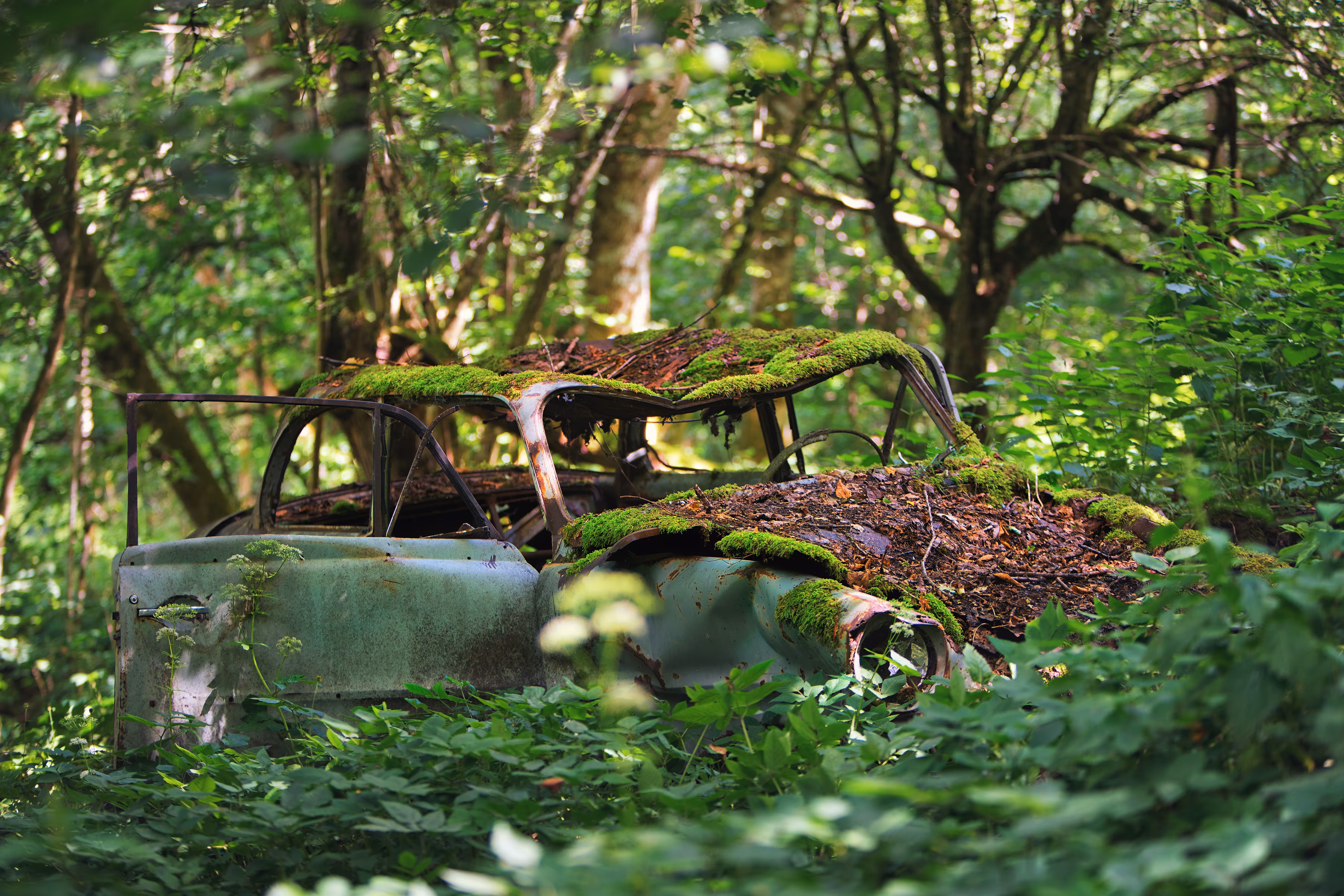 Old Rust in Forest