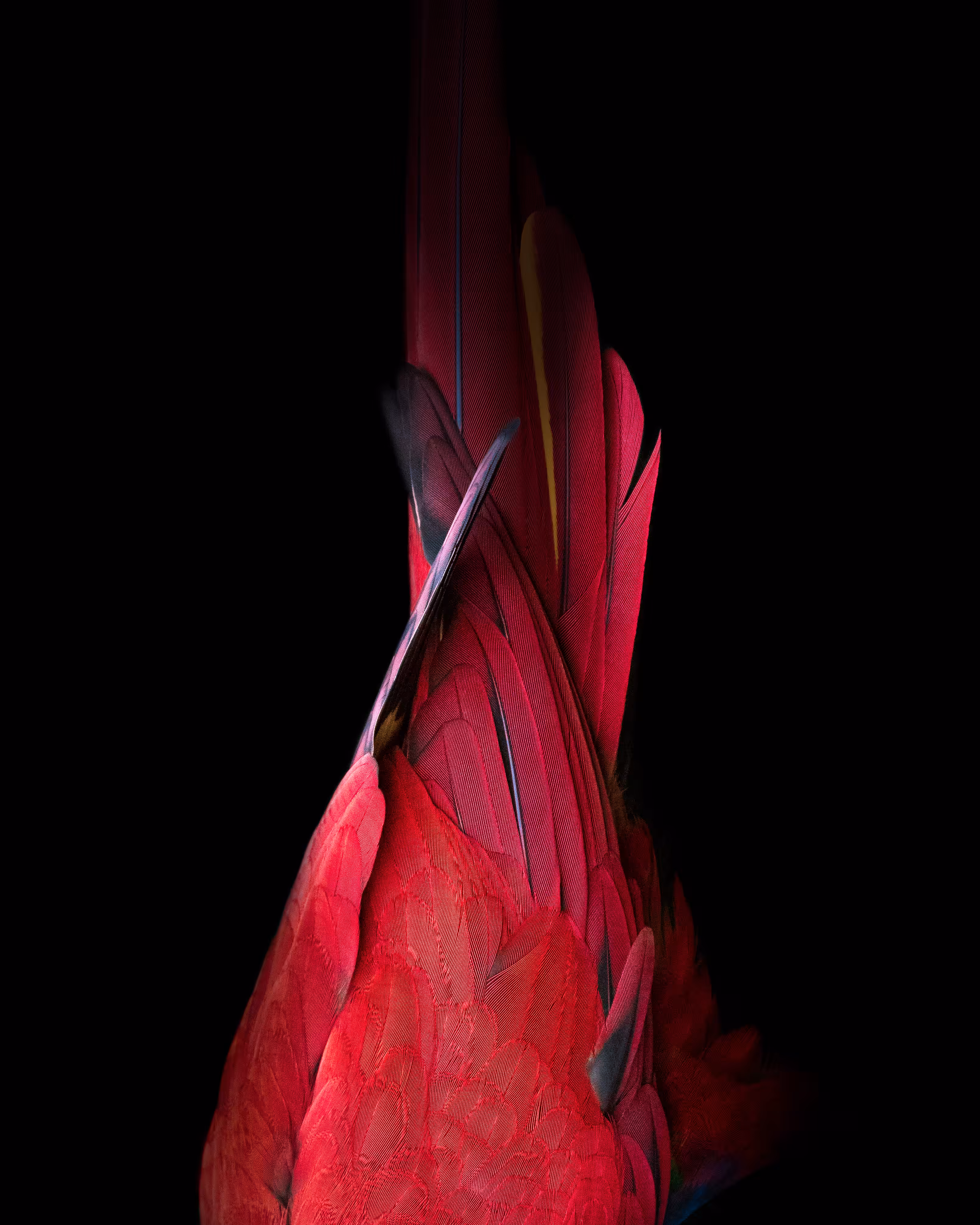 Plume