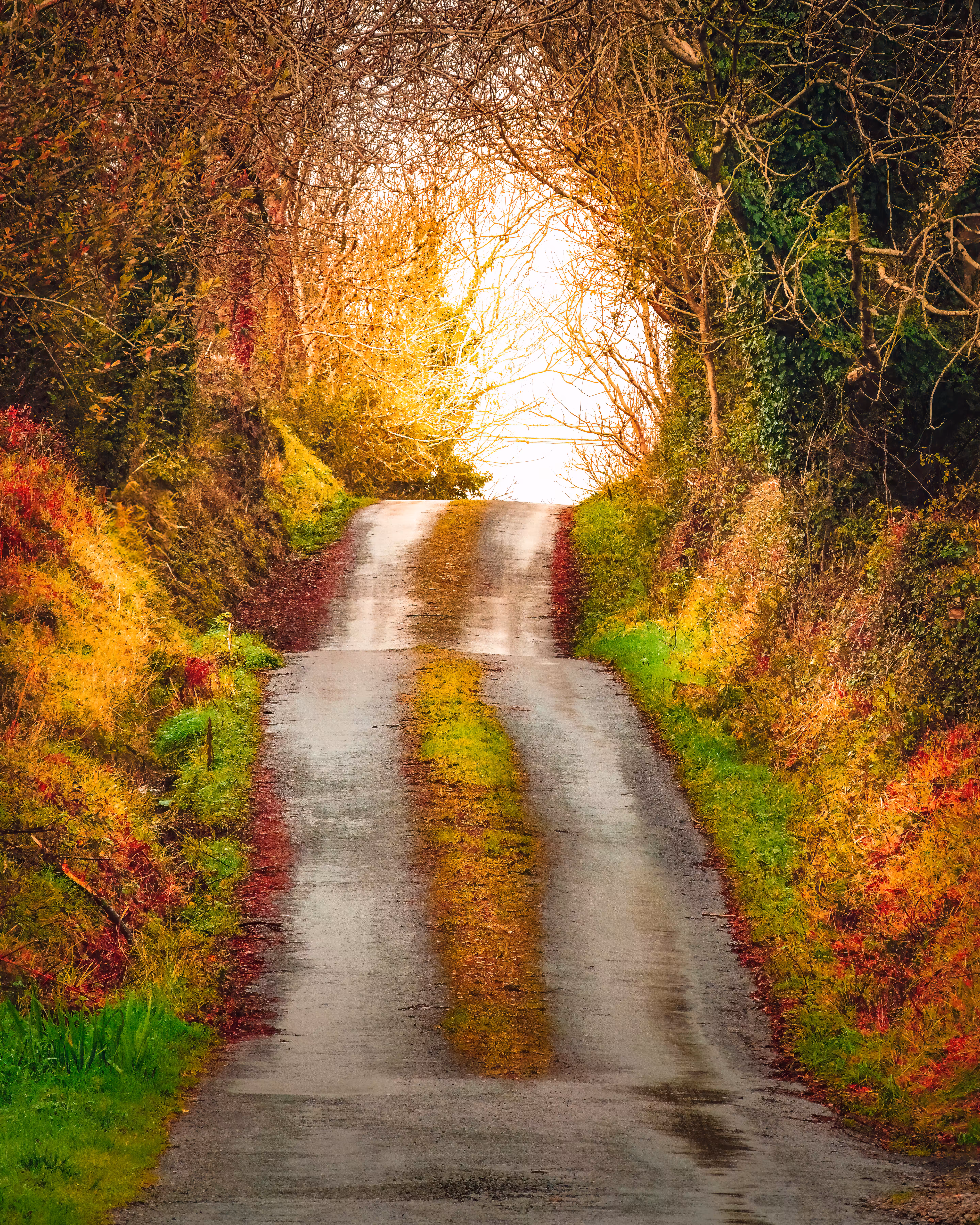 Irish Autumn Boreen