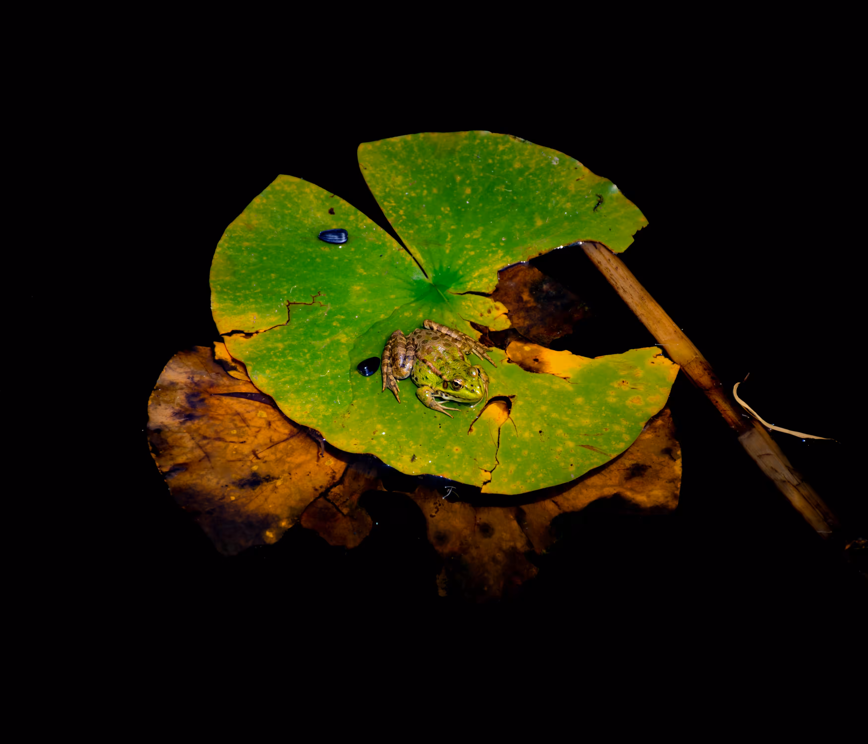  Northern Leopard Frog