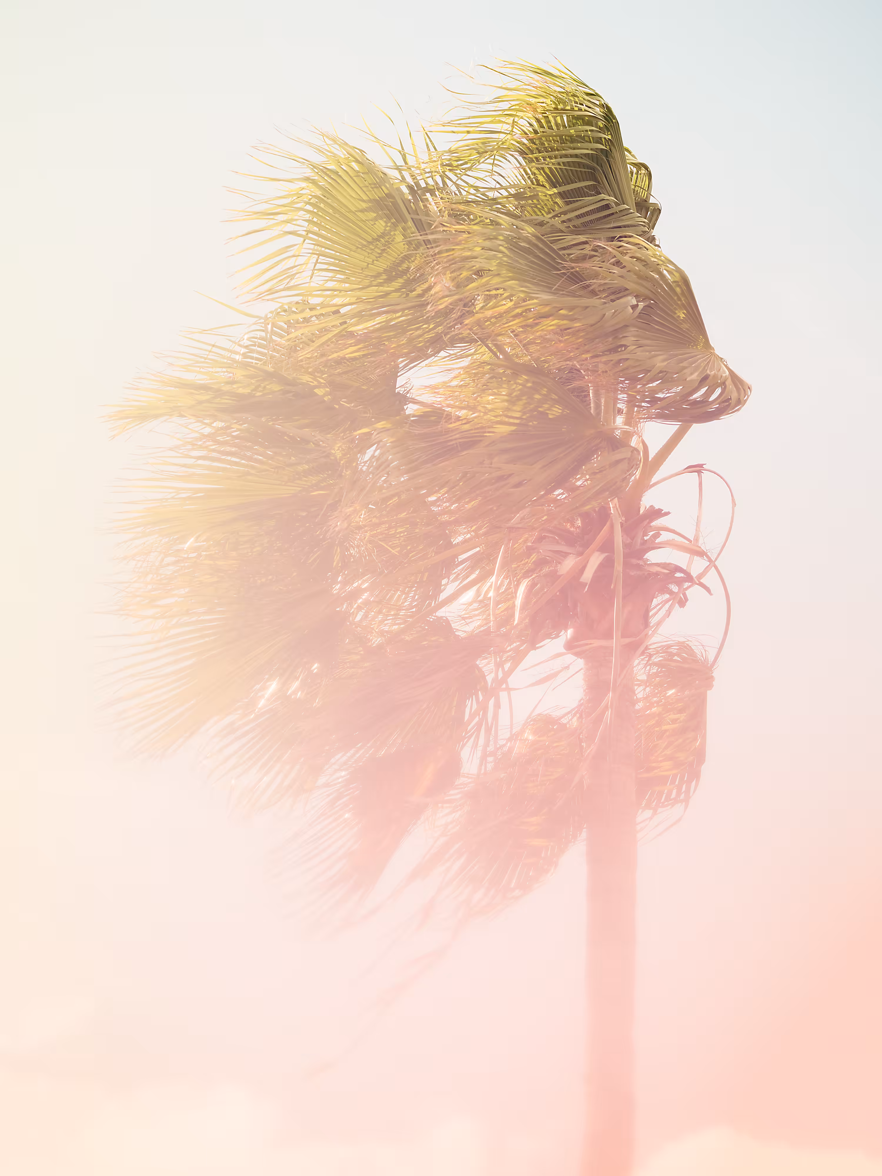 Palm #2
