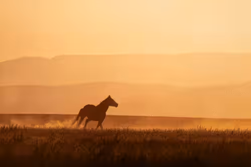 Horse With No Name