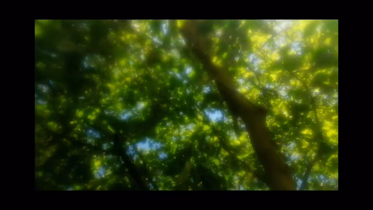 Canopy