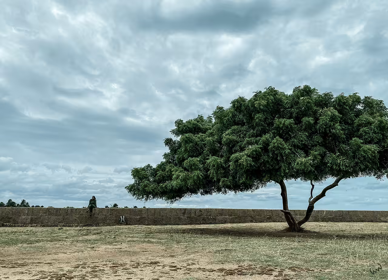 Alive with the Tree