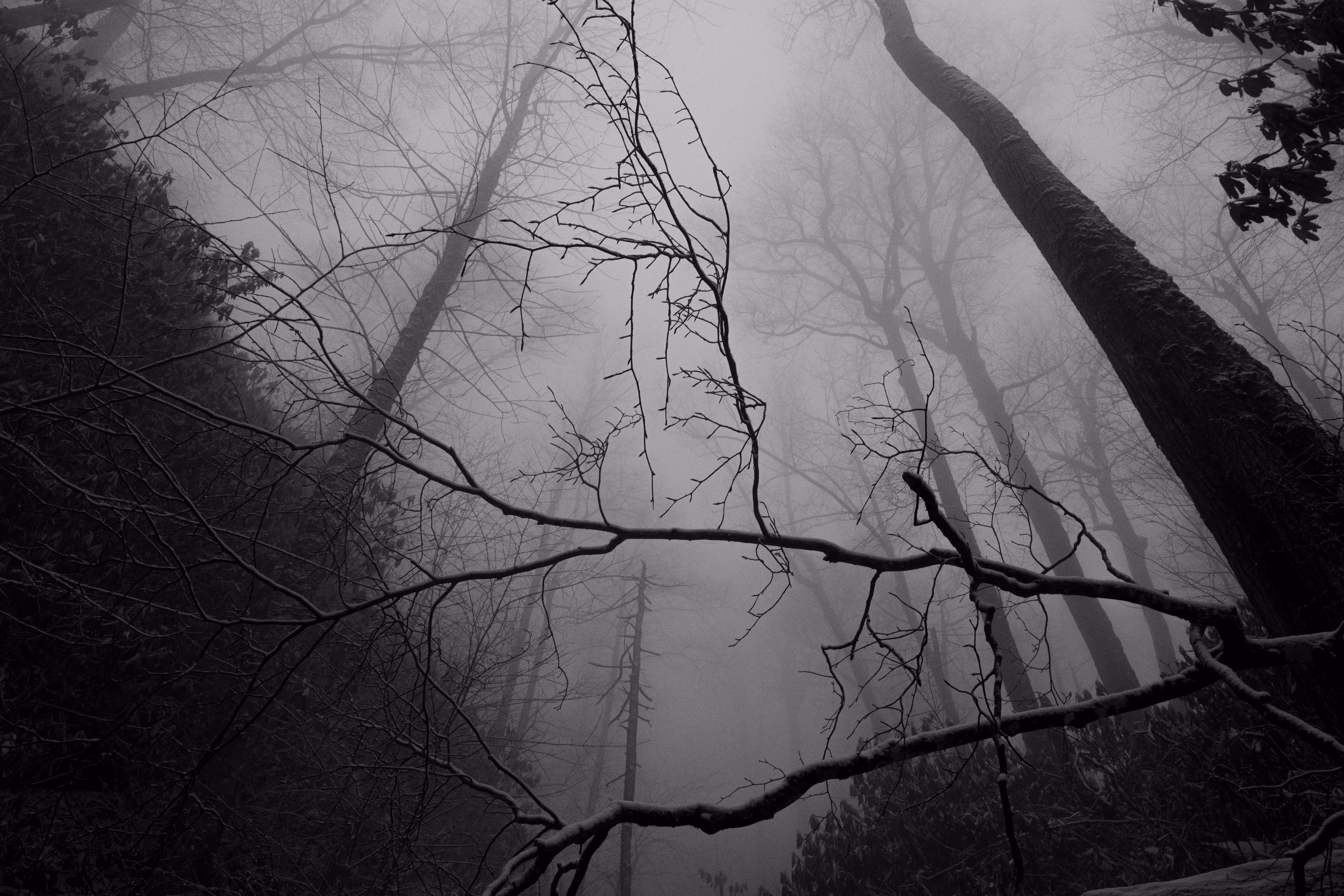 Gothic Woods