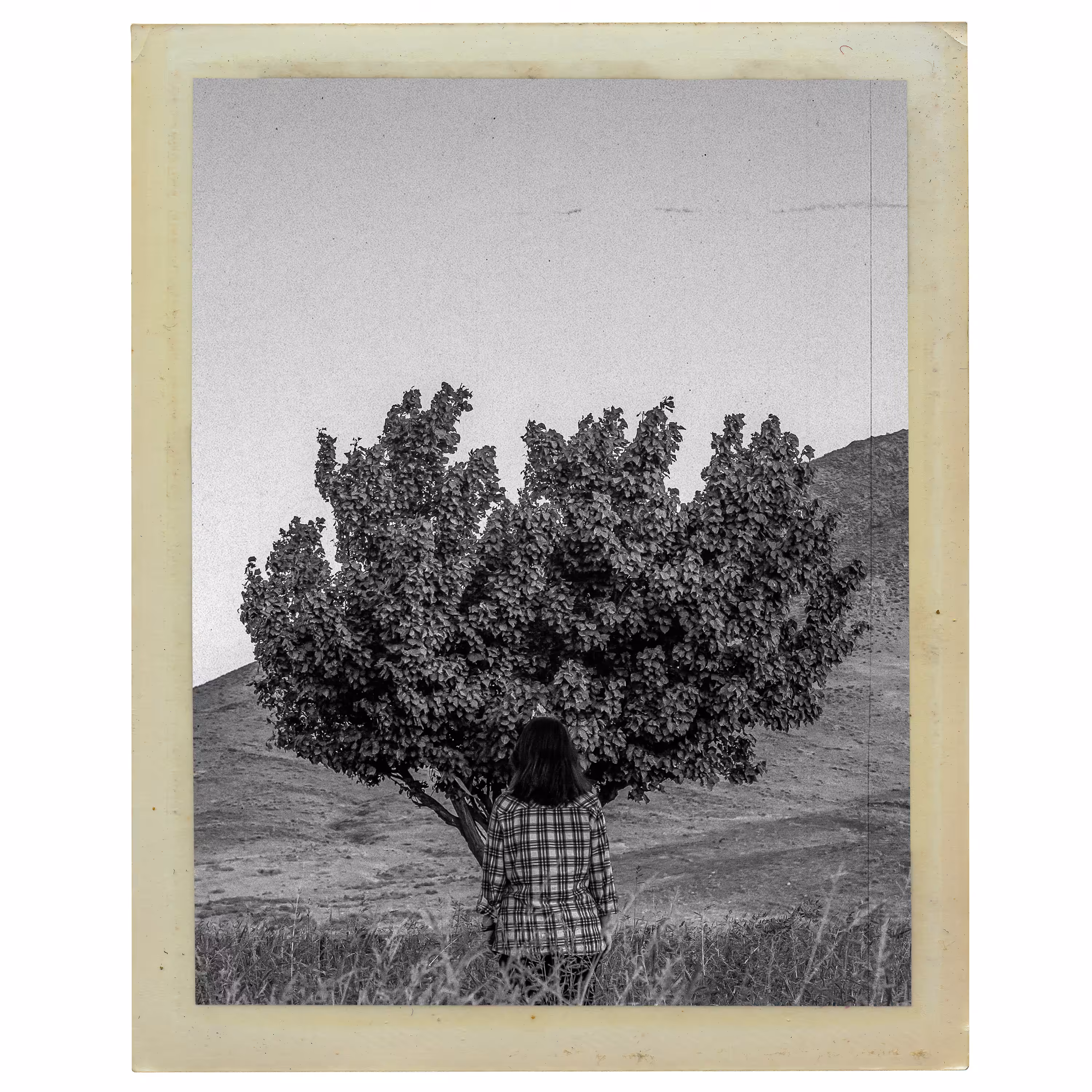 The Tree That Knew Her Silence