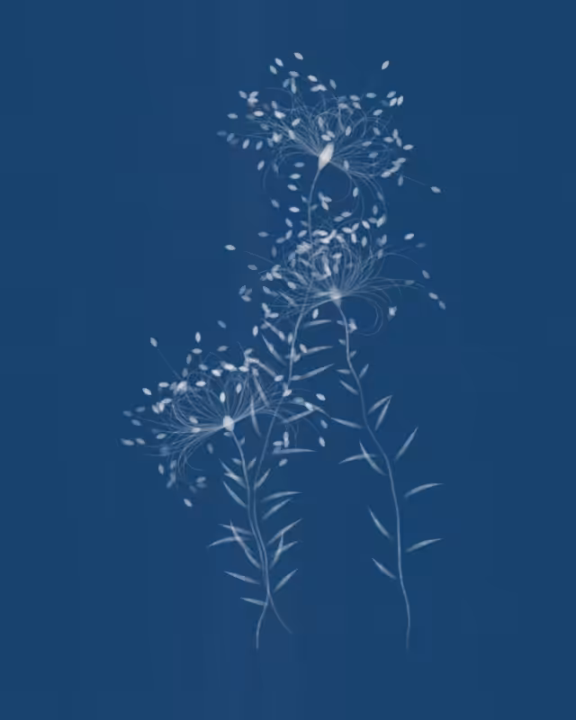 Cyanotypes #30