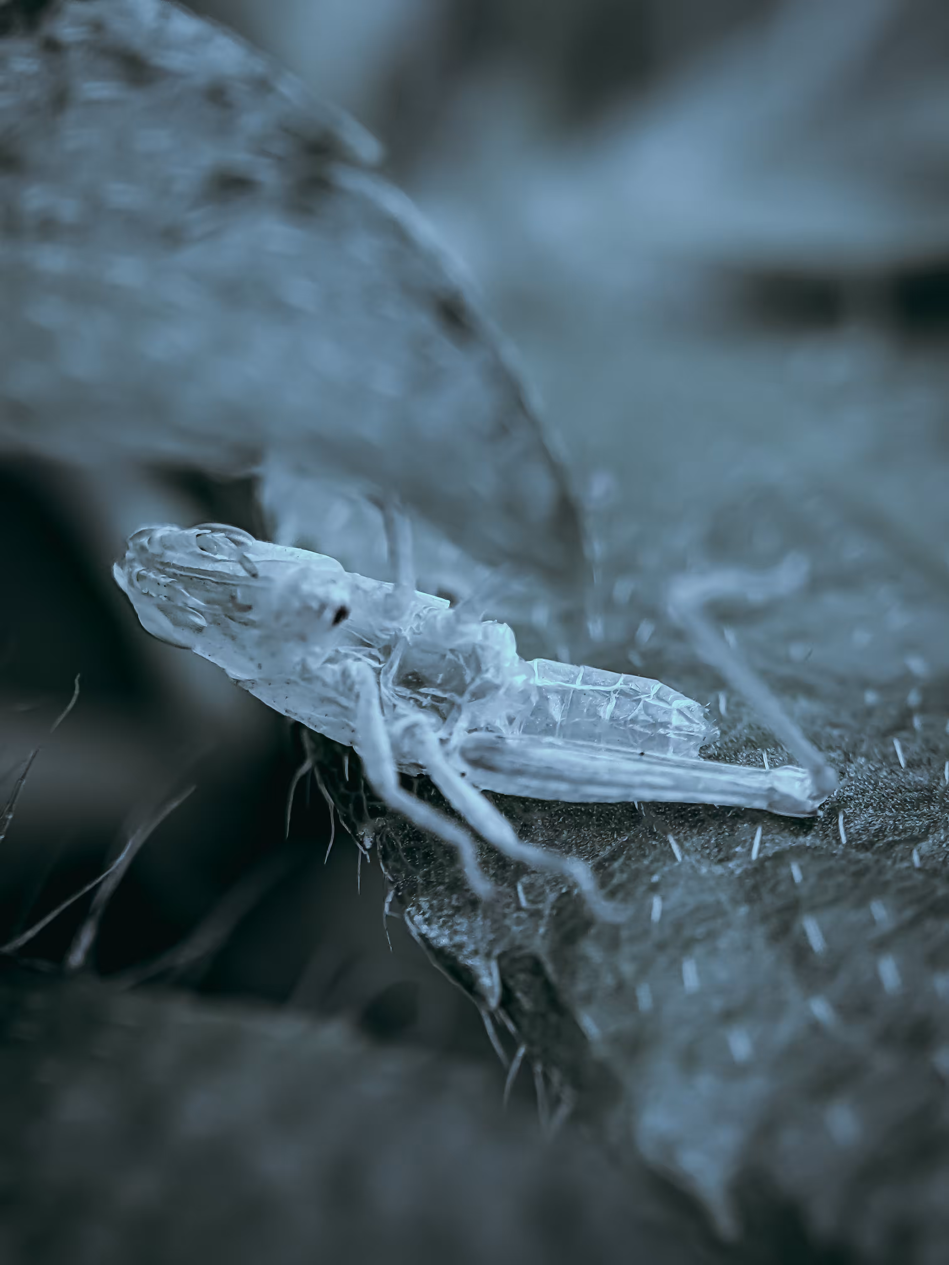 Insect #0