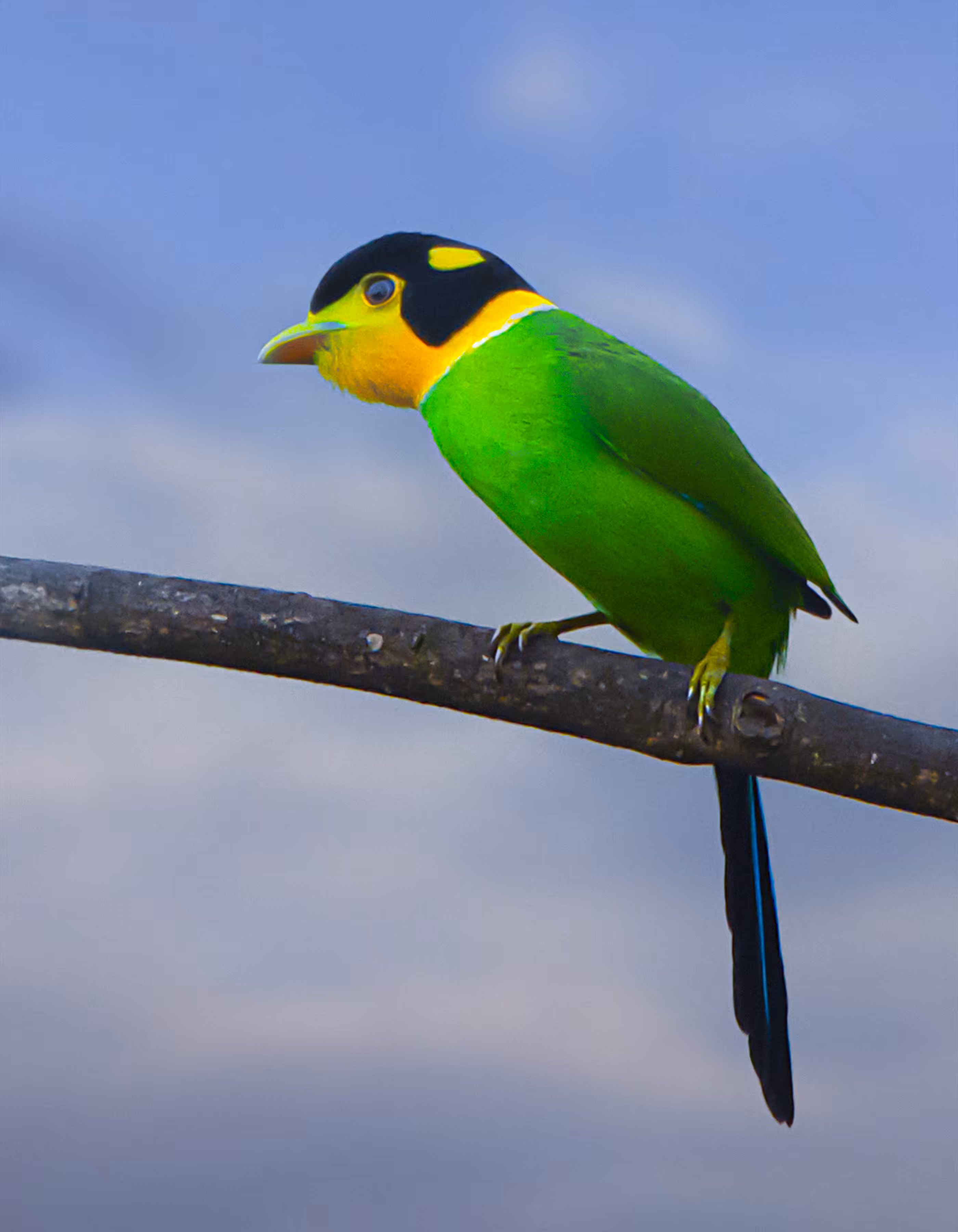  Long-tailed Broadbill 