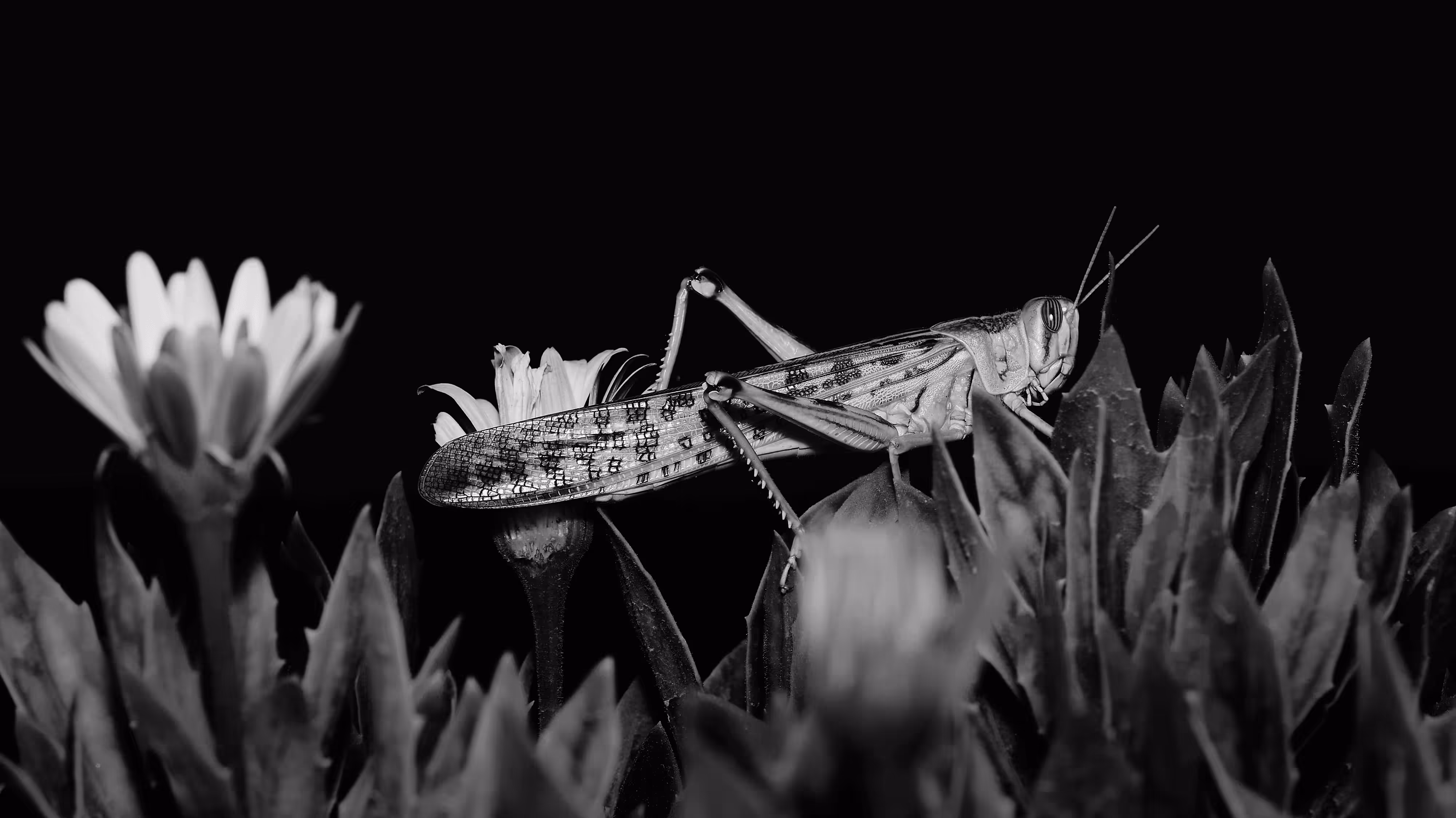 insectography #21