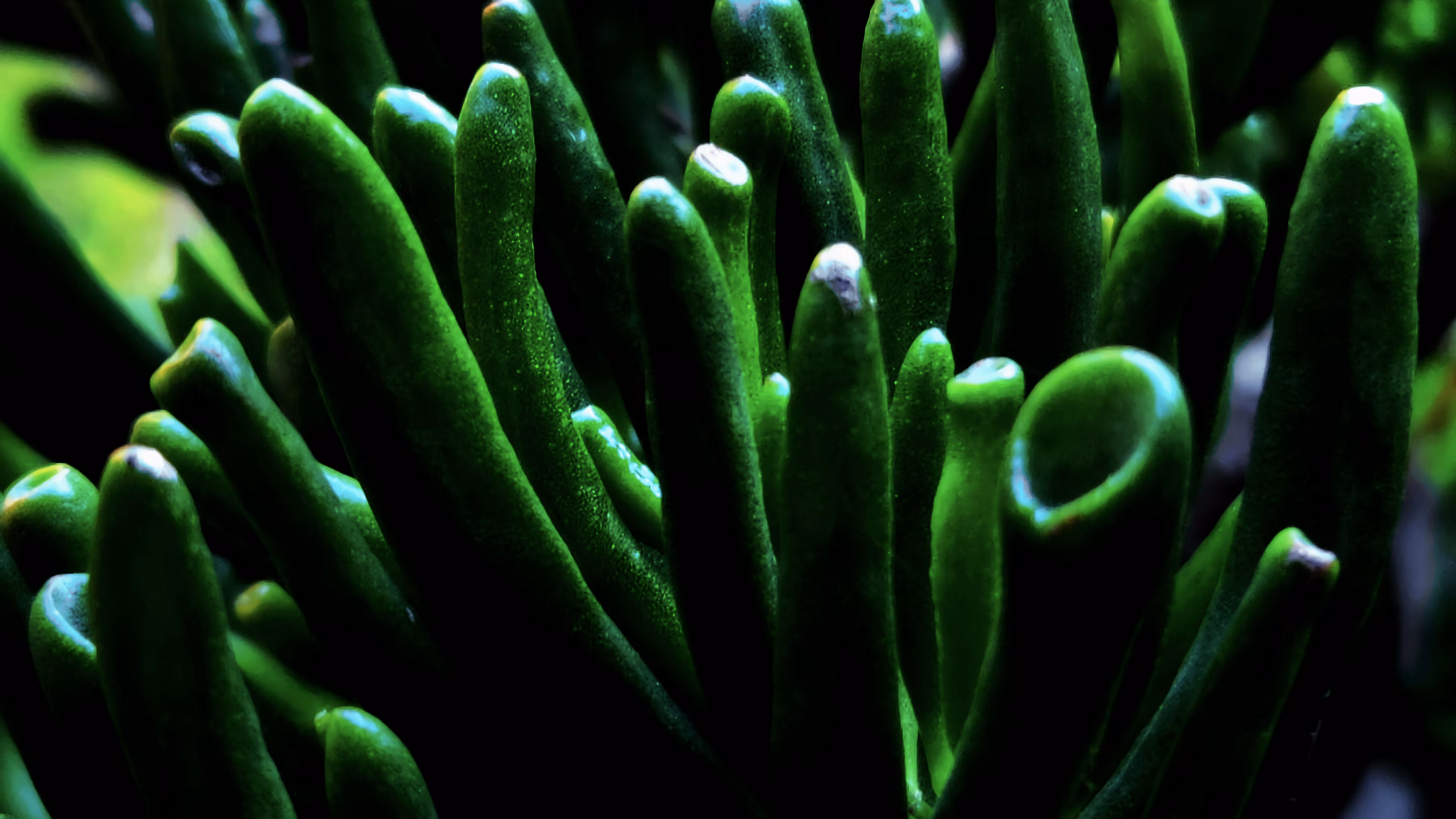 Organic Fingers