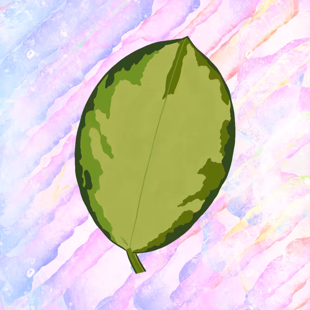 #4 / hoya australis lisa