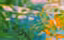 Tropical