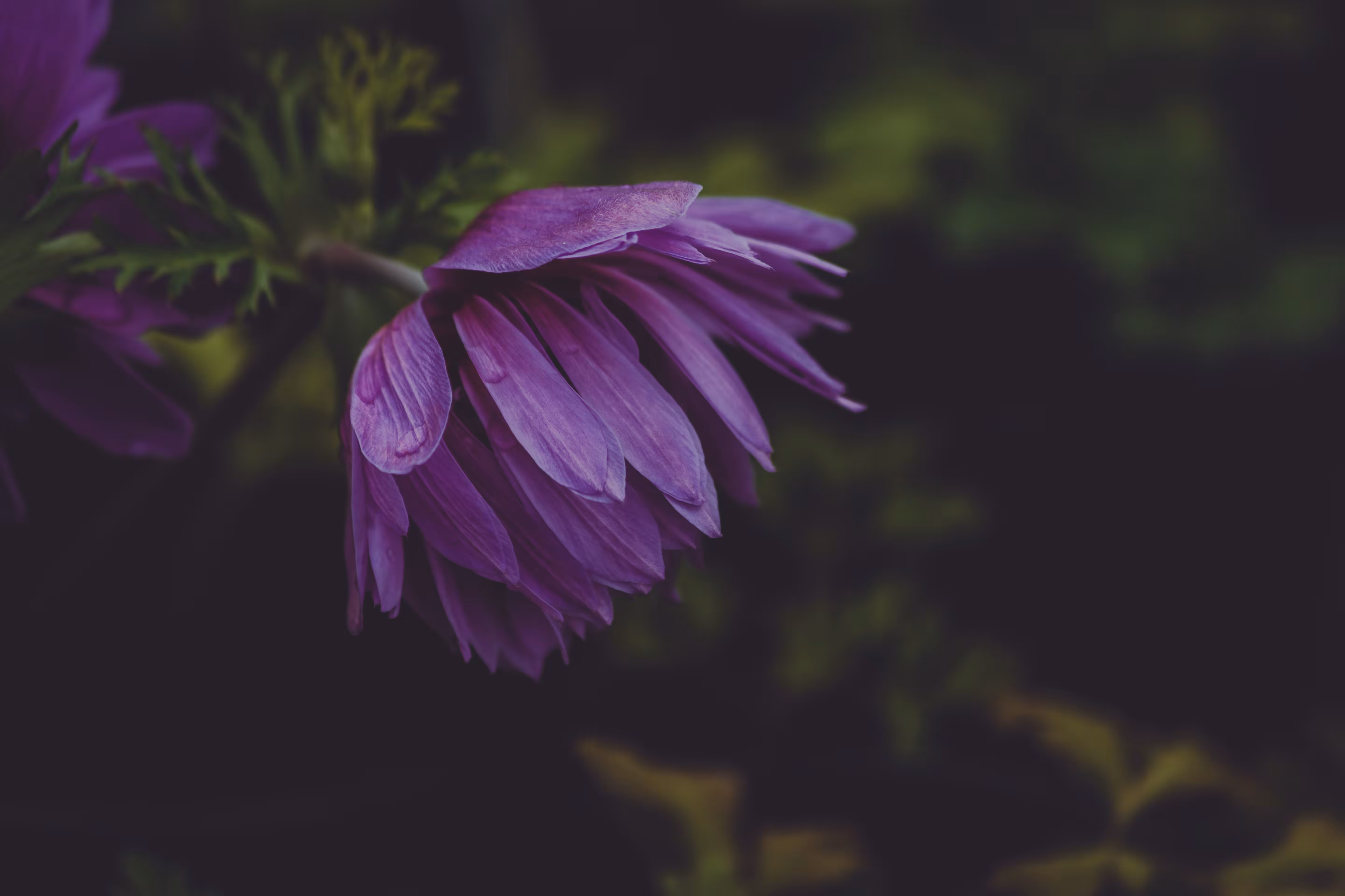 Natural Focus