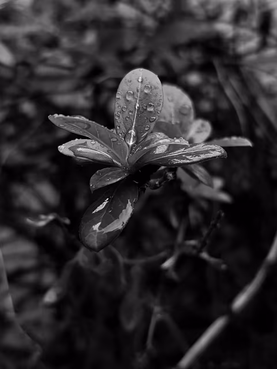  The sky cries and the earth grows