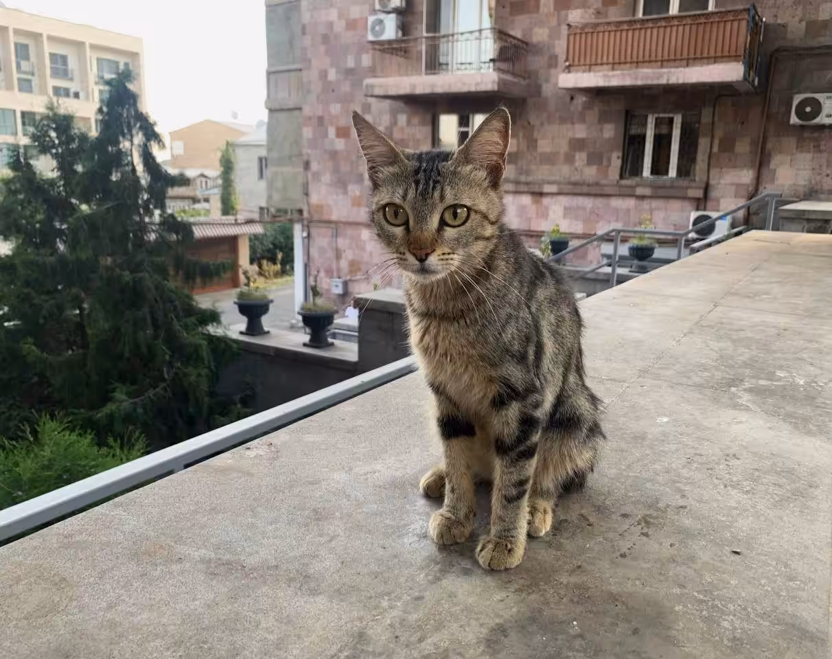 Street Cat