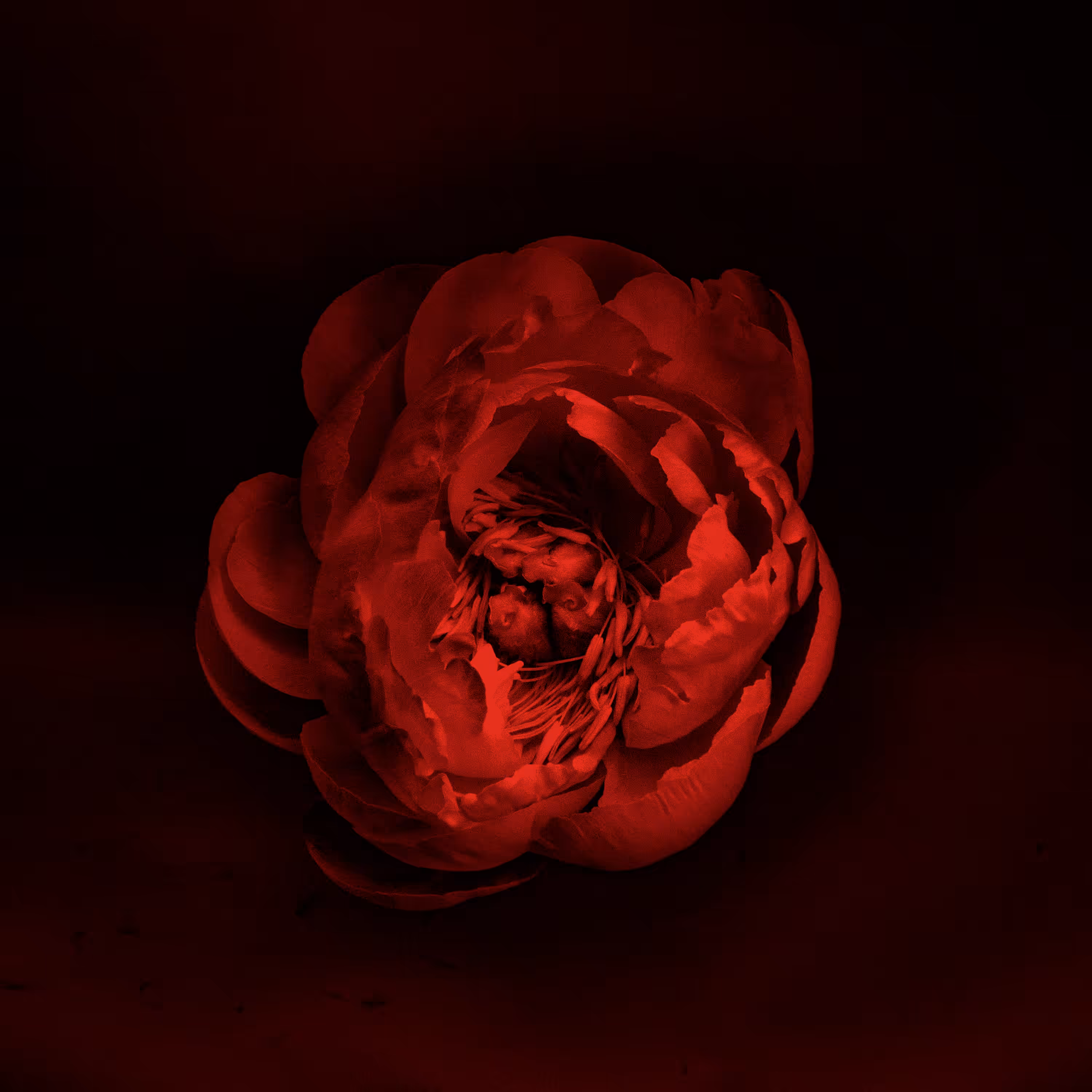 Peonies #13