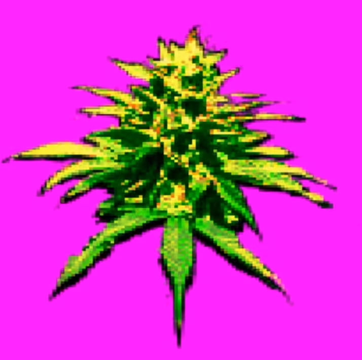 Lollipop YellowSKUNK- 015 