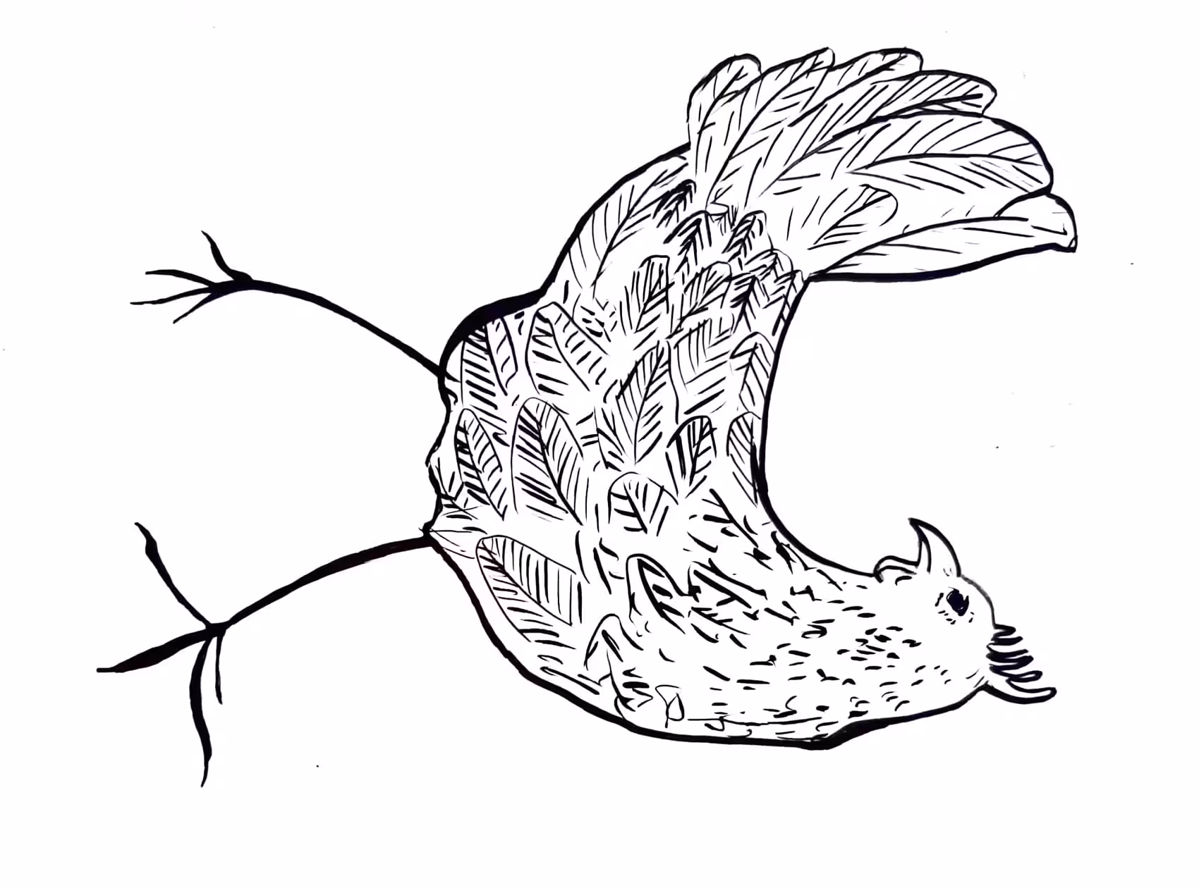 chicken