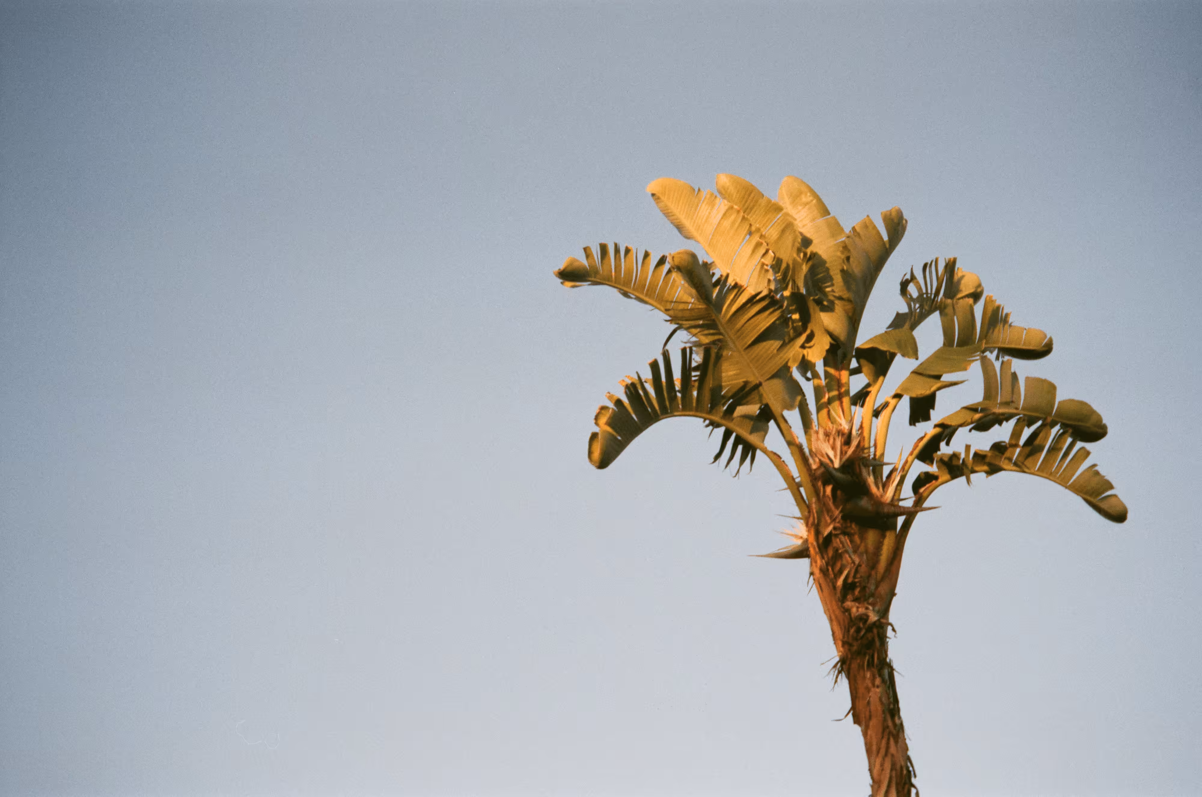 WYWH - West Coast, USA #17