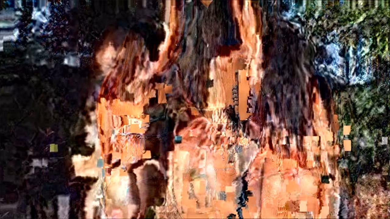 wild wood