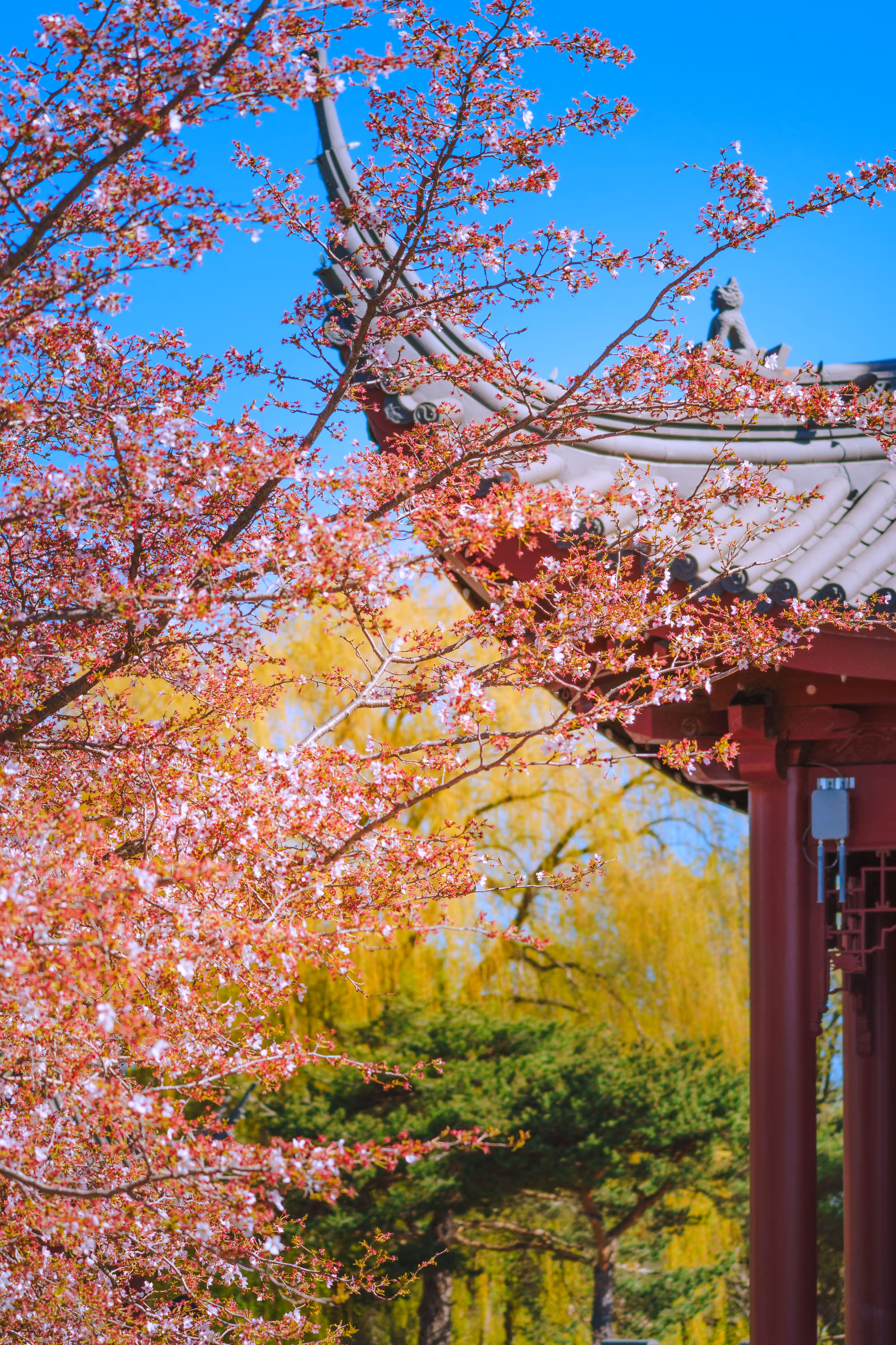 Horizons: Sacred Blossoms