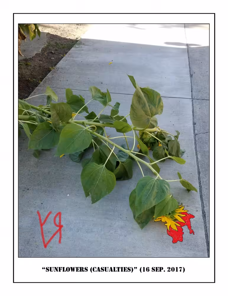 Sunflowers (Casualties)