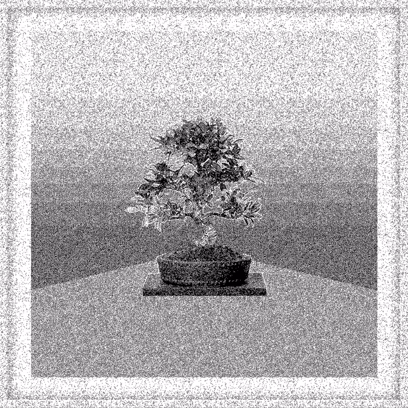 Bonsai Bonanza #113