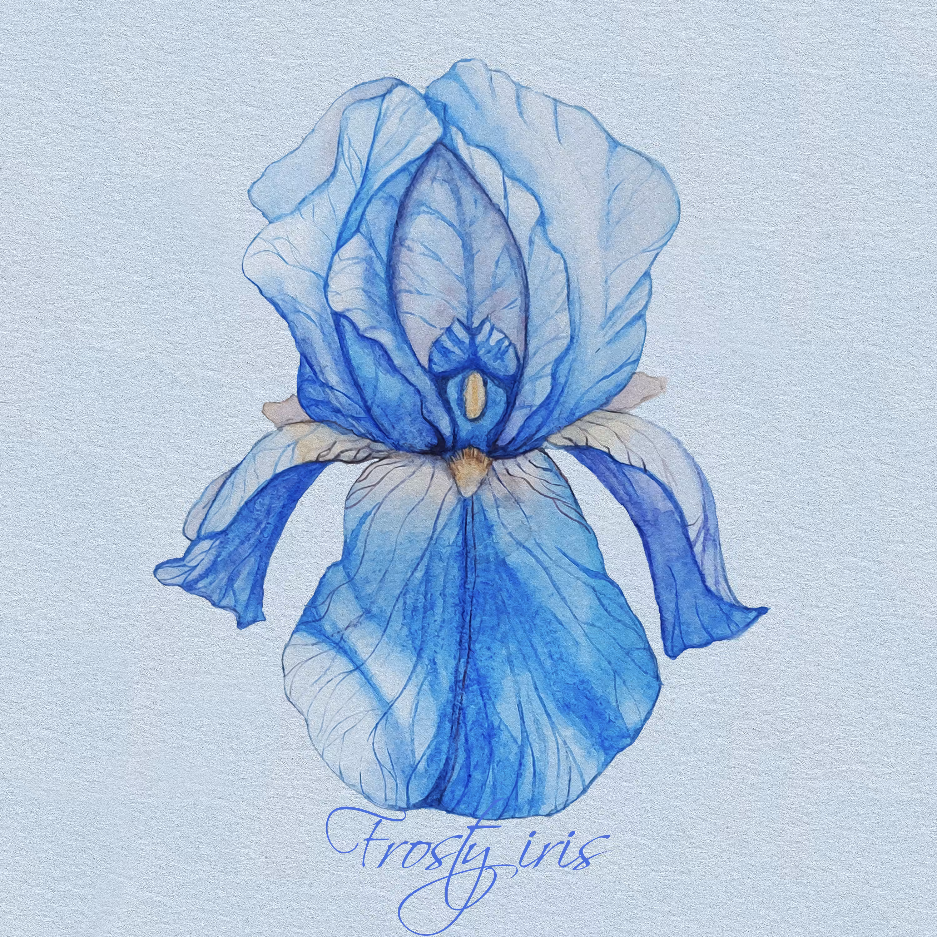 frosty iris
