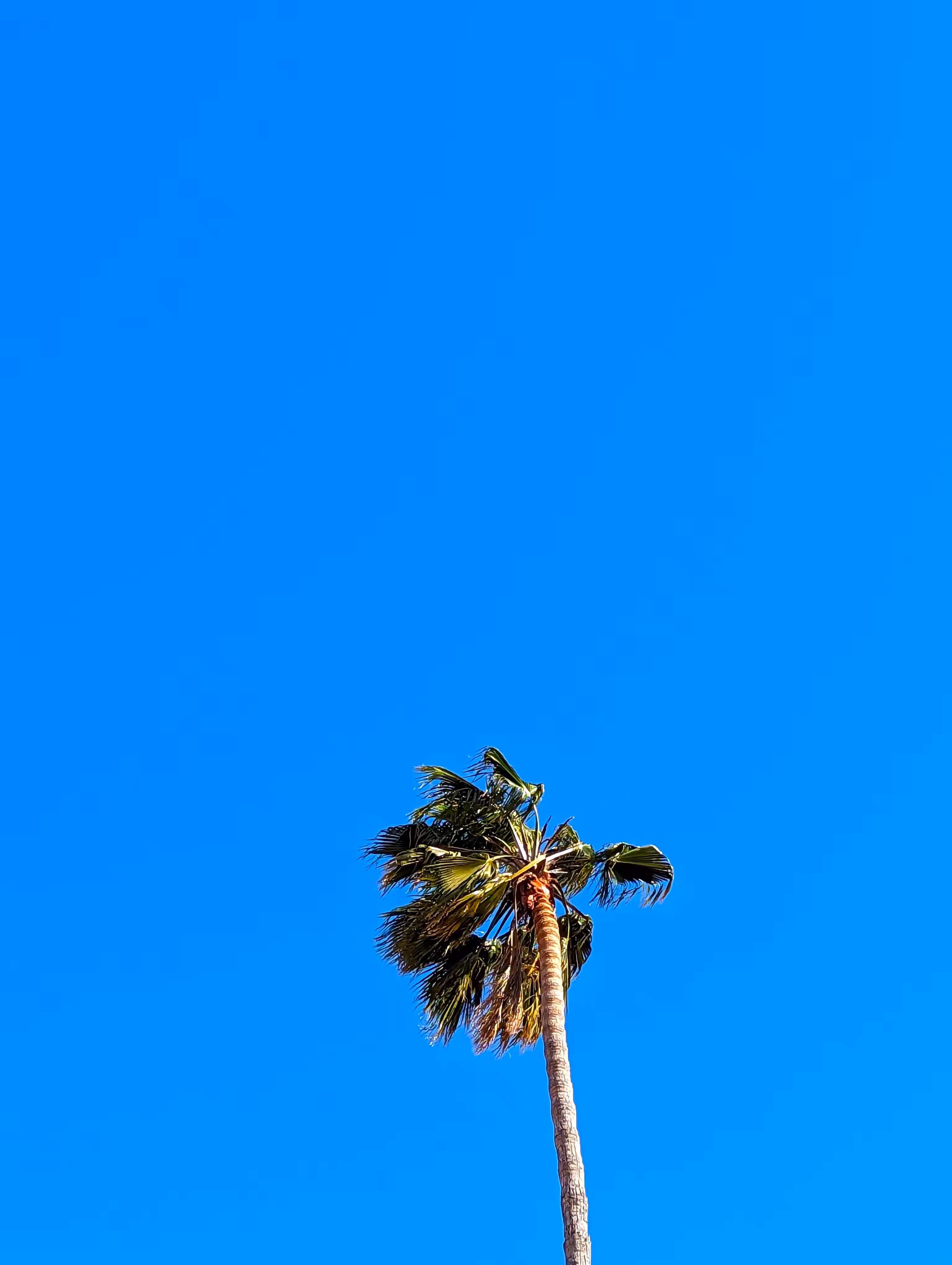 California Skies
