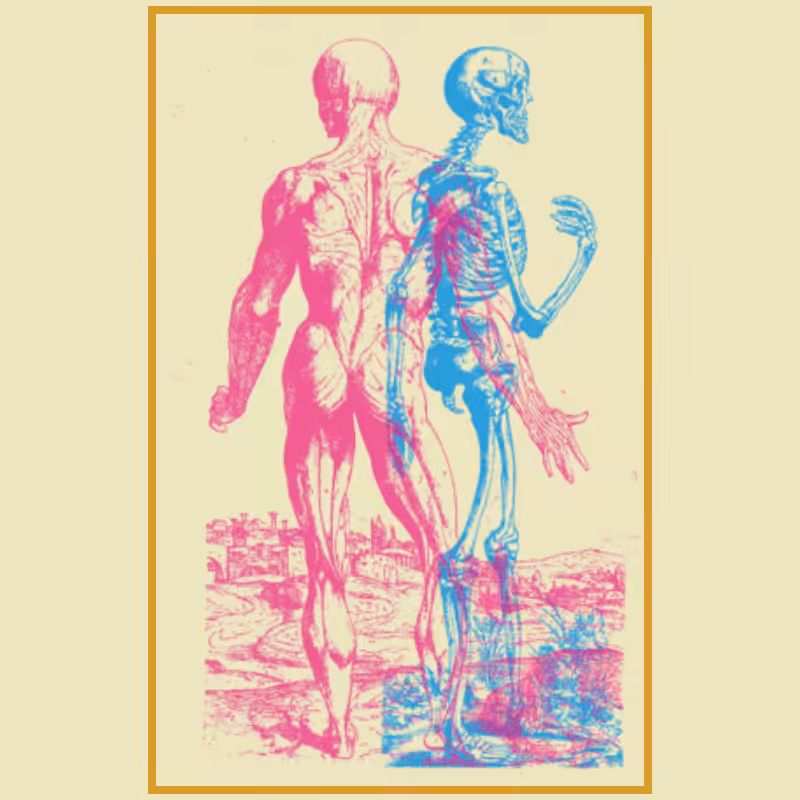 Anatomyk #3