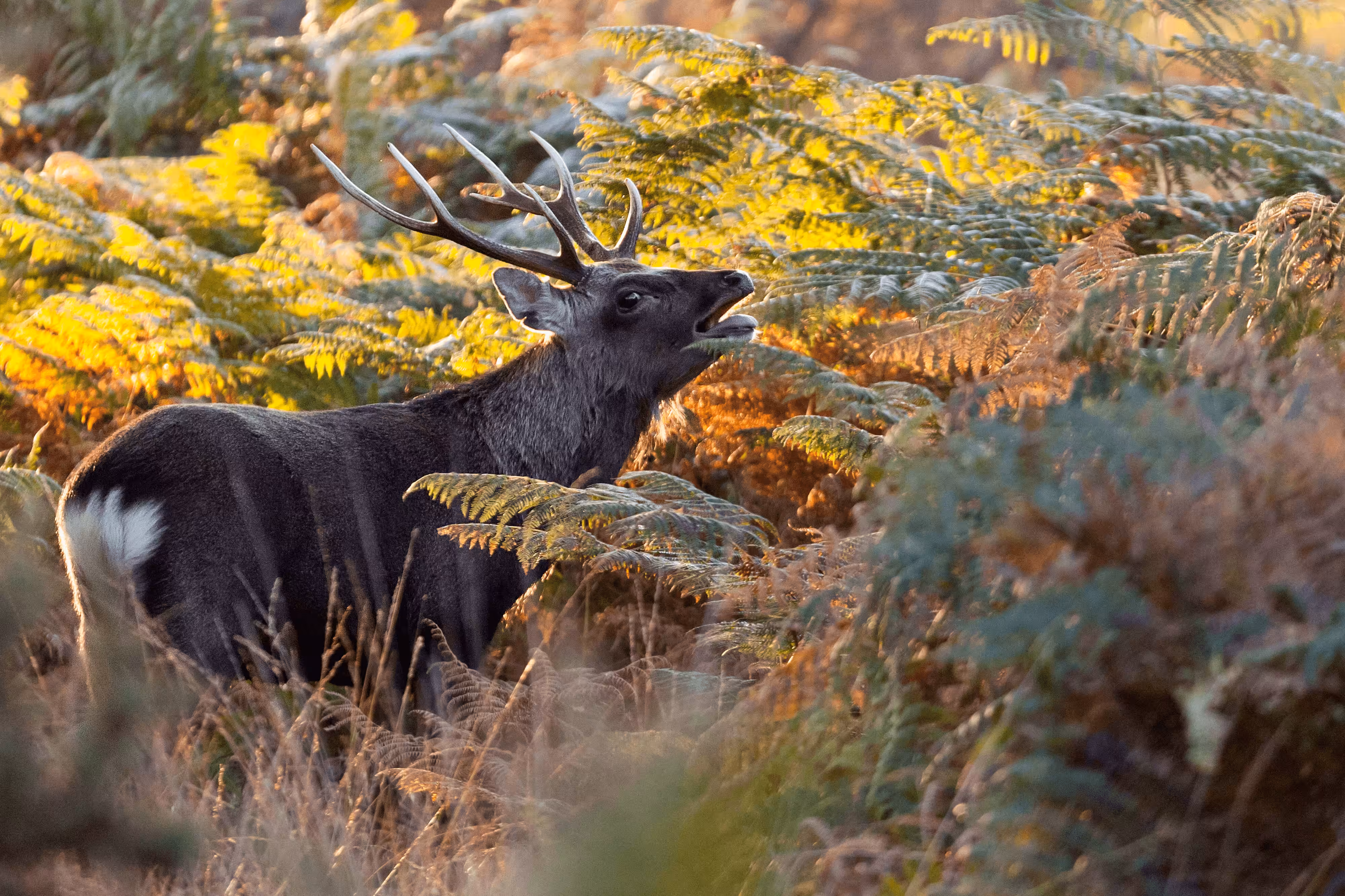 Sika Stag in the Autumn