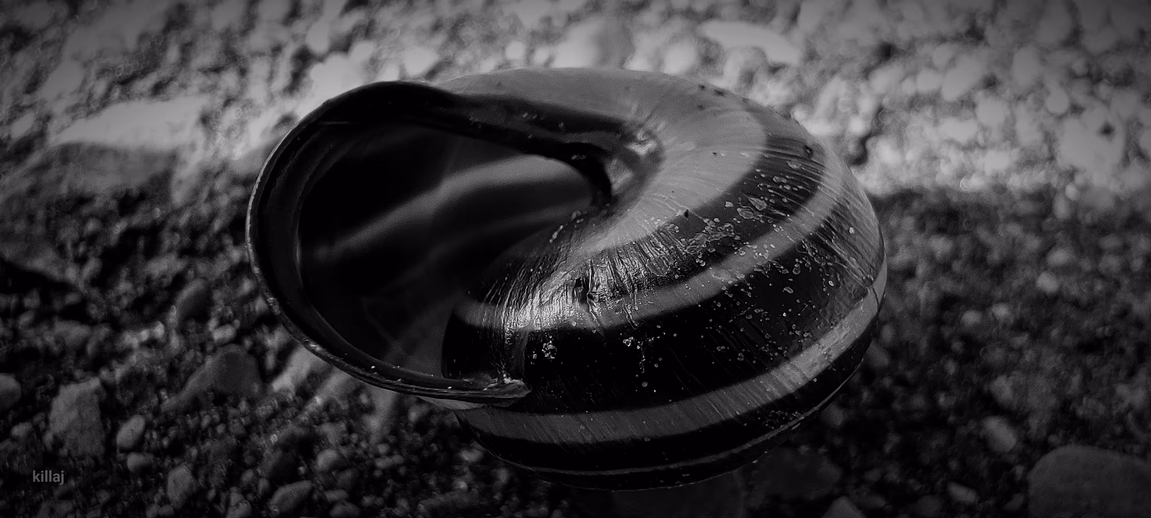 snail shell