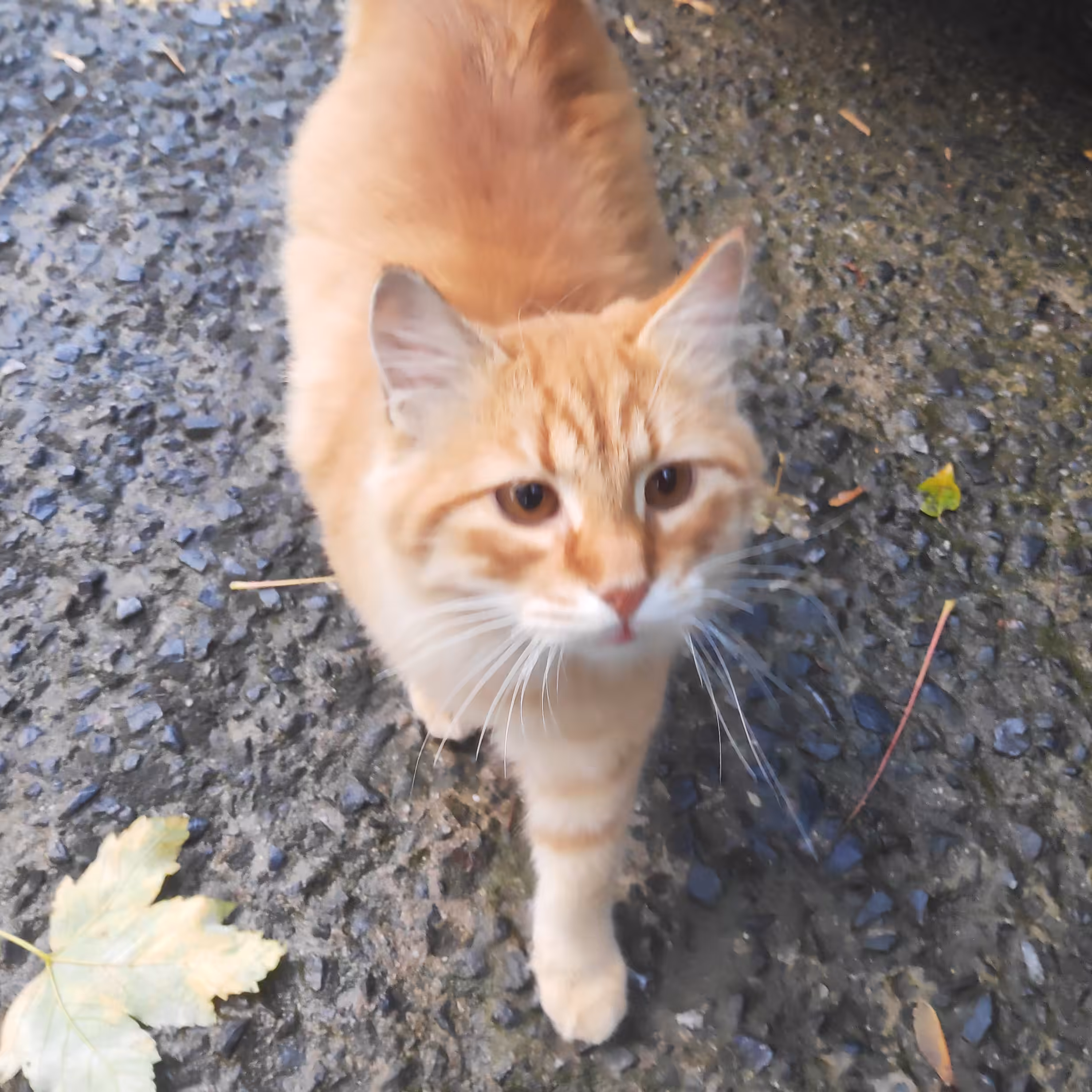RARE CAT #10