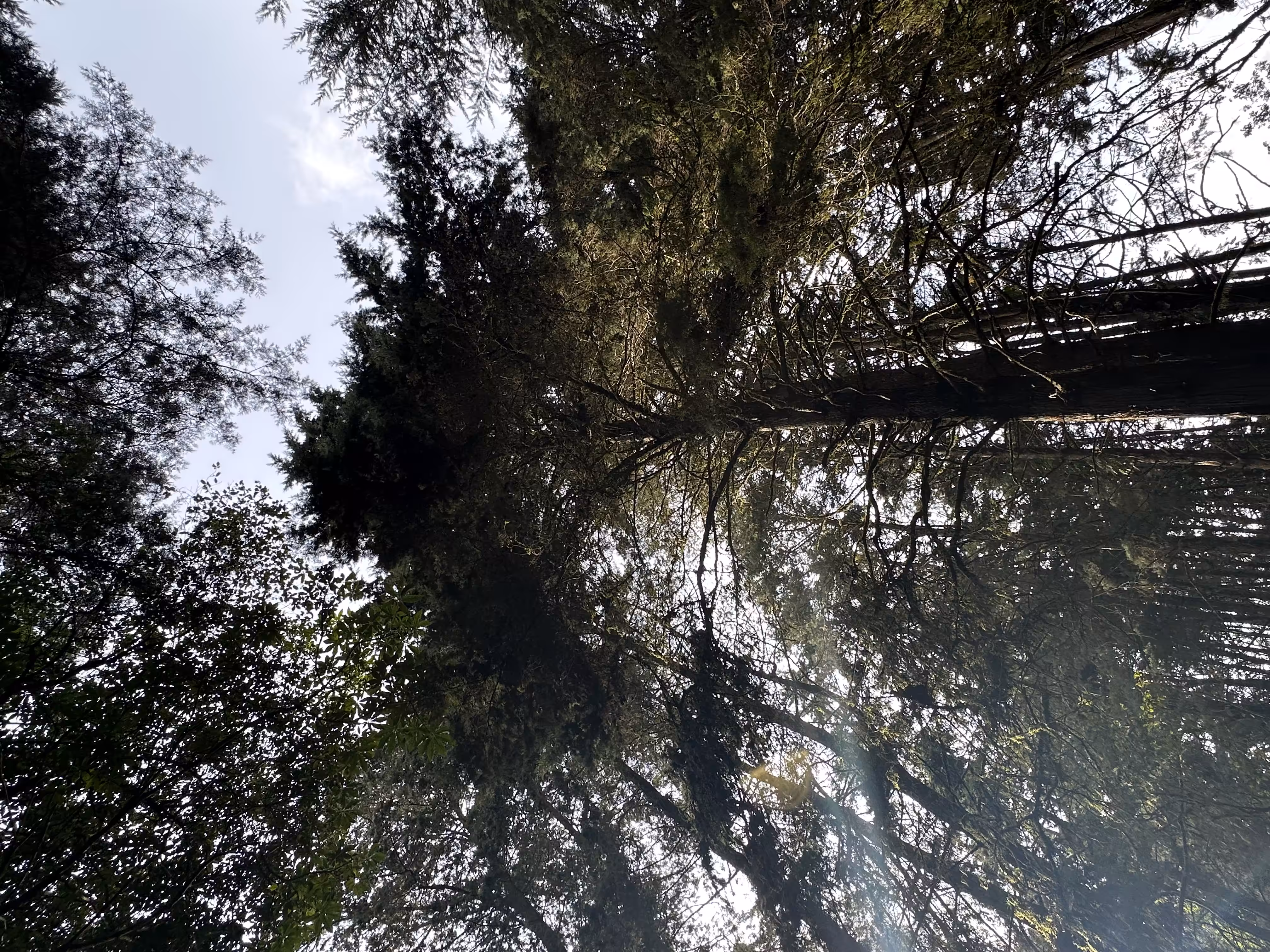 Breathing Forest 