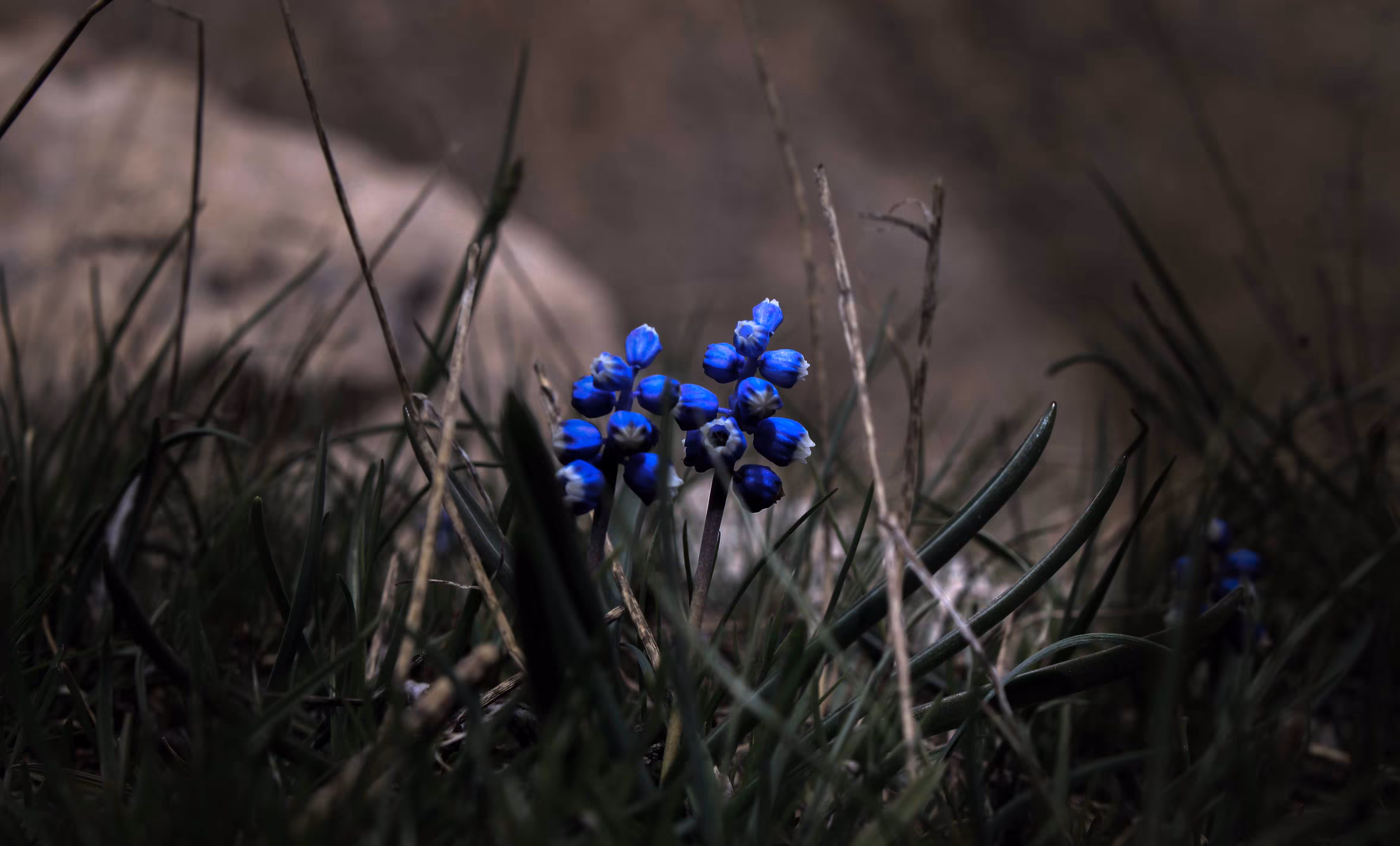 Endemic Beauty: 𝘔𝘶𝘴𝘤𝘢𝘳𝘪 𝘣𝘰𝘶𝘳𝘨𝘢𝘦𝘪