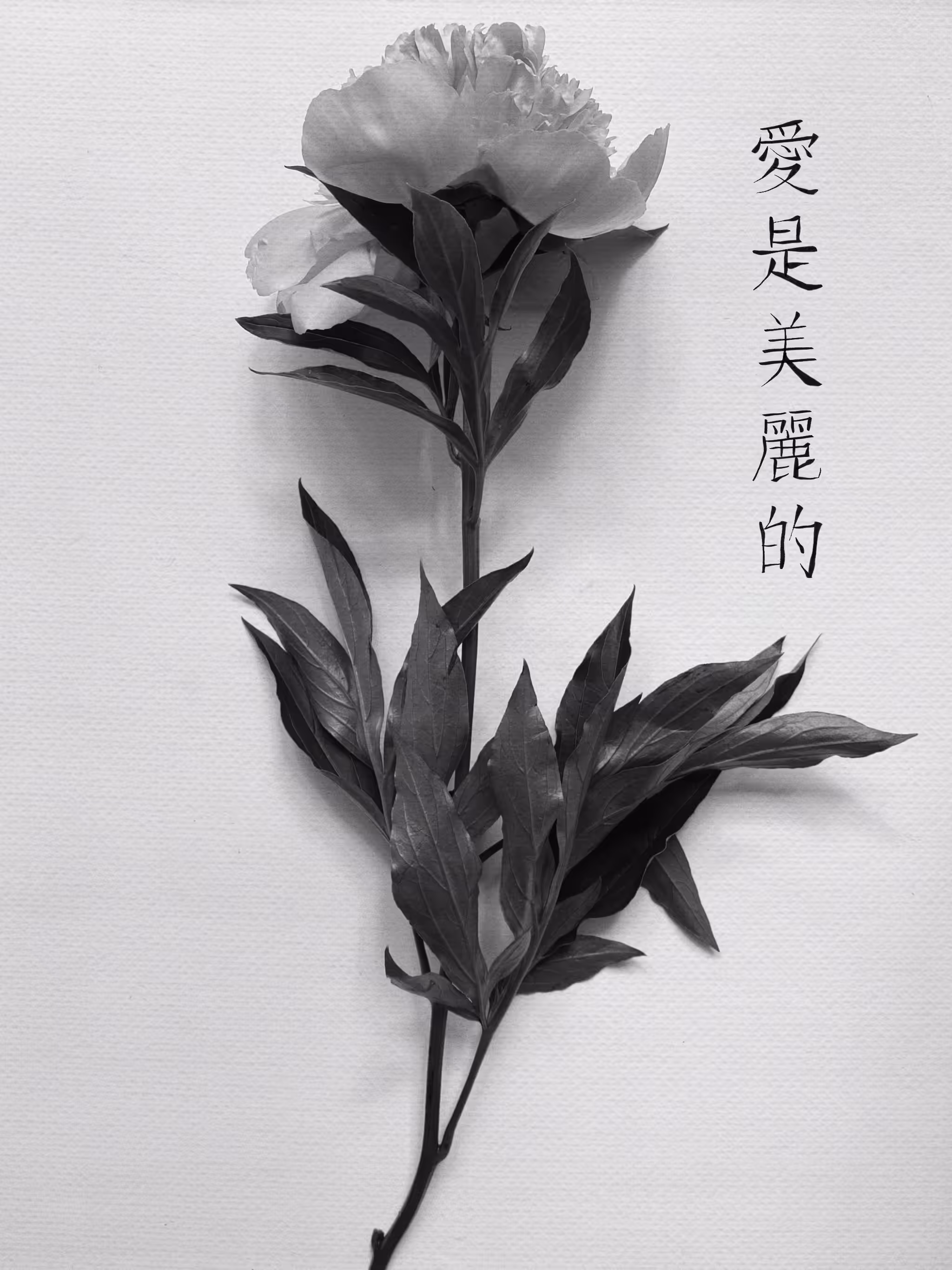 Flower II