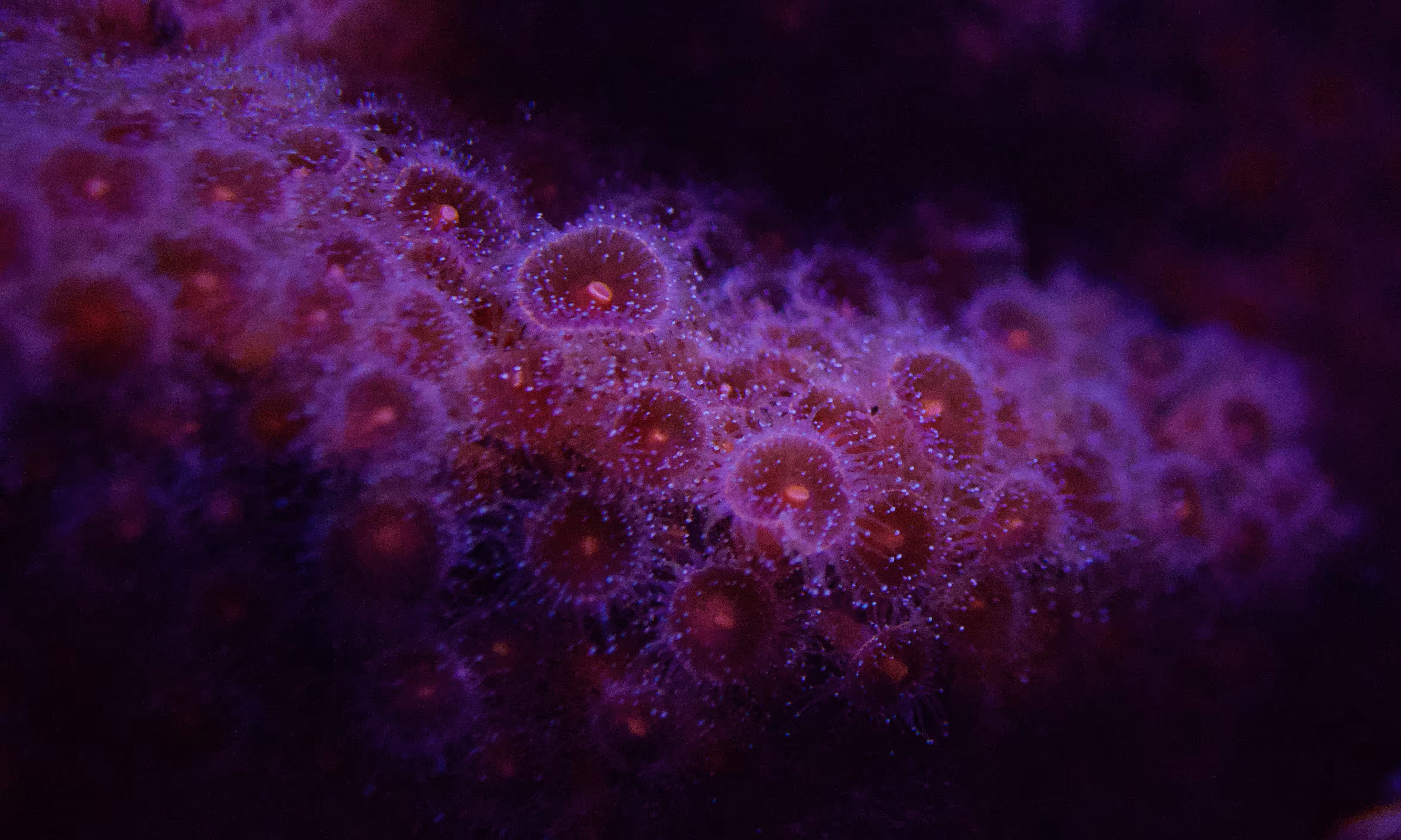 Polyps