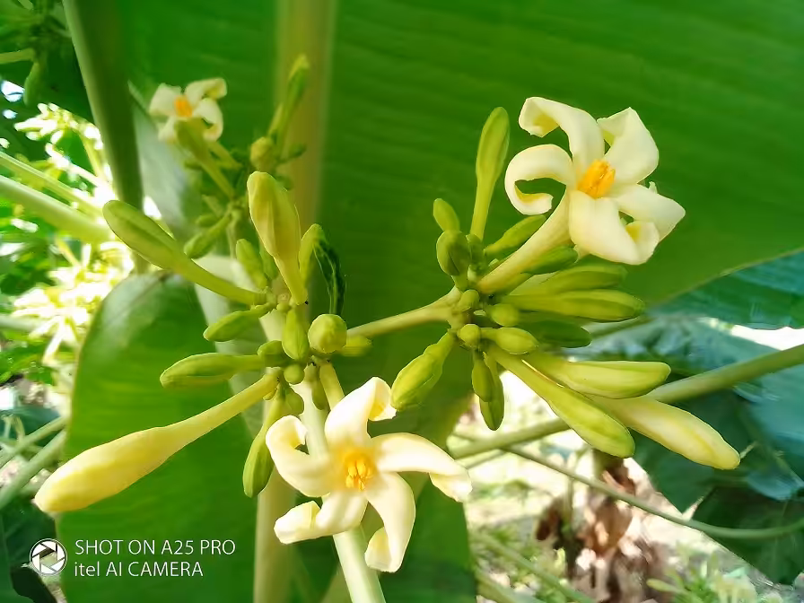 Ancestral Echoes: A Tropical Journey