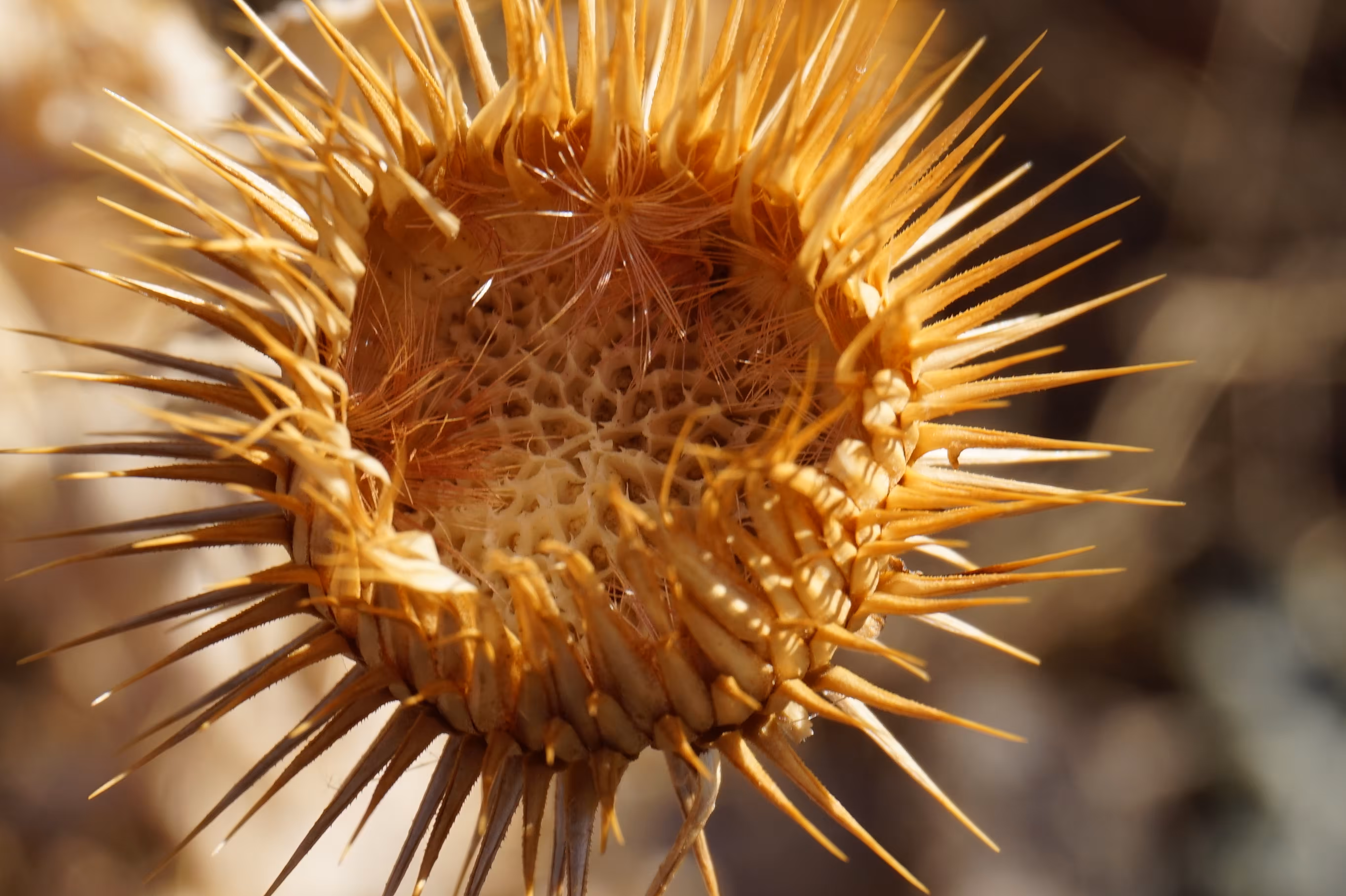Beauty Beyond Life: A Dead Thistle Plant