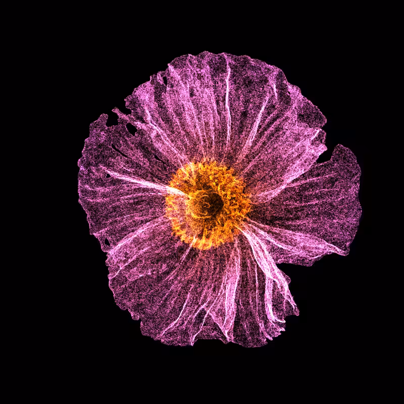 White Poppy 30 #31