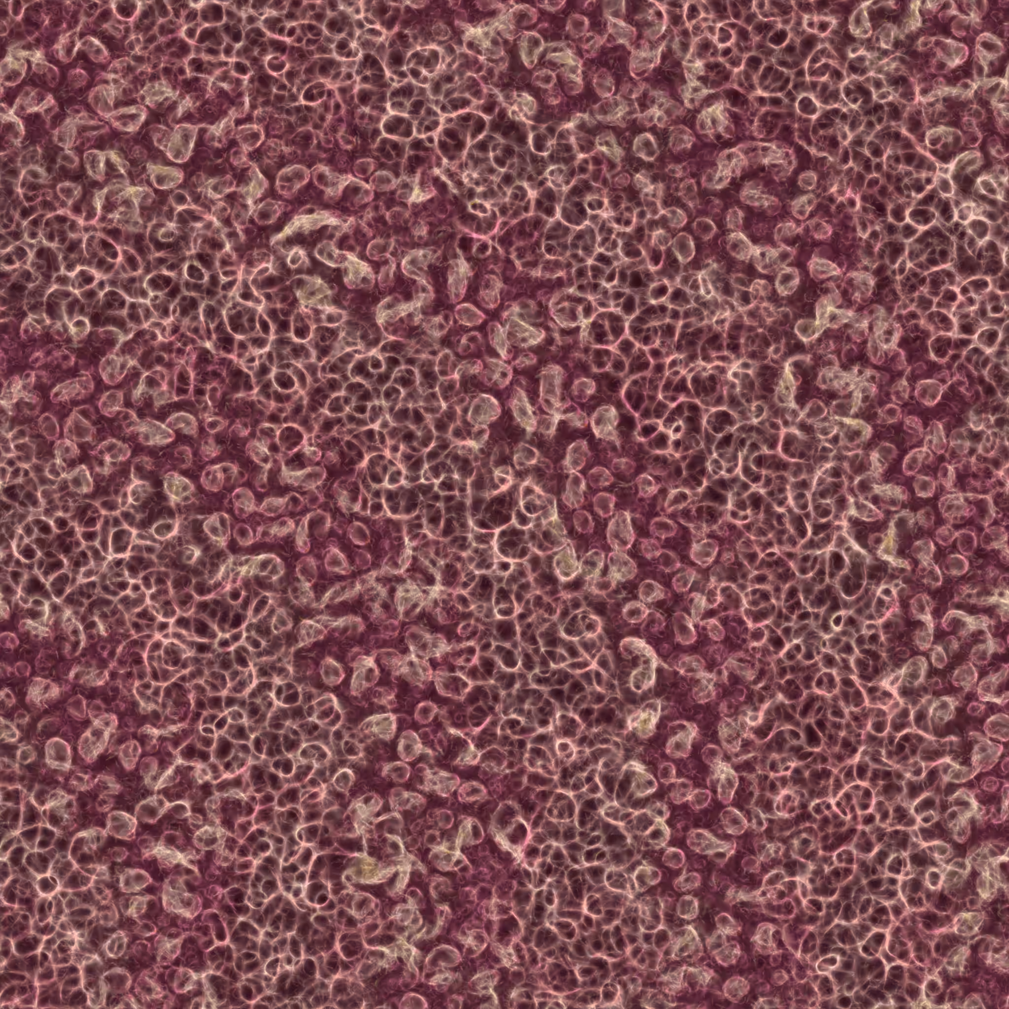 saprophyte #206