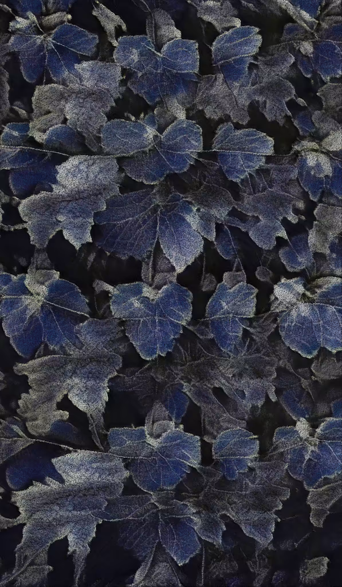 Apparatus Vitis #15