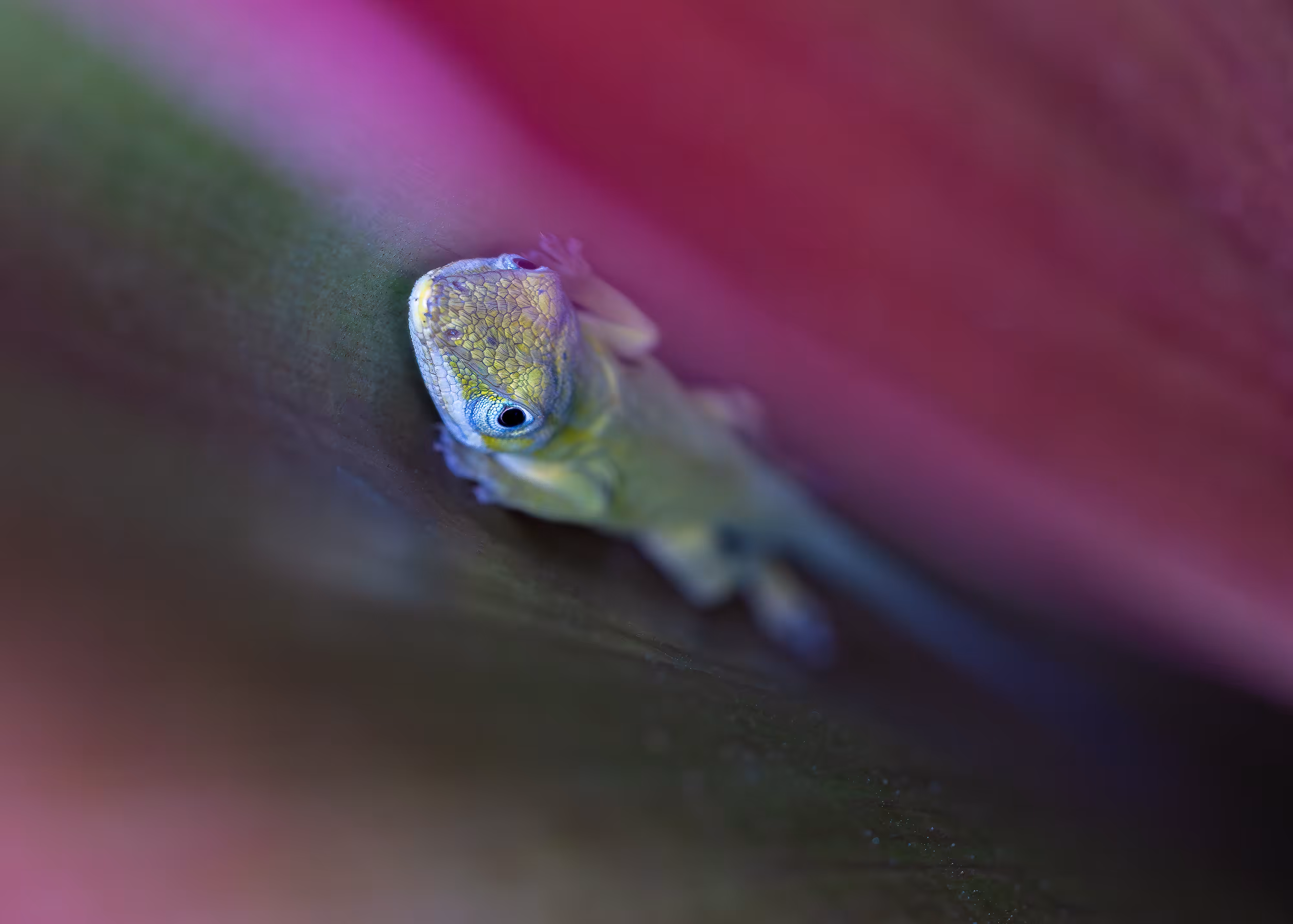 What the Geck-o