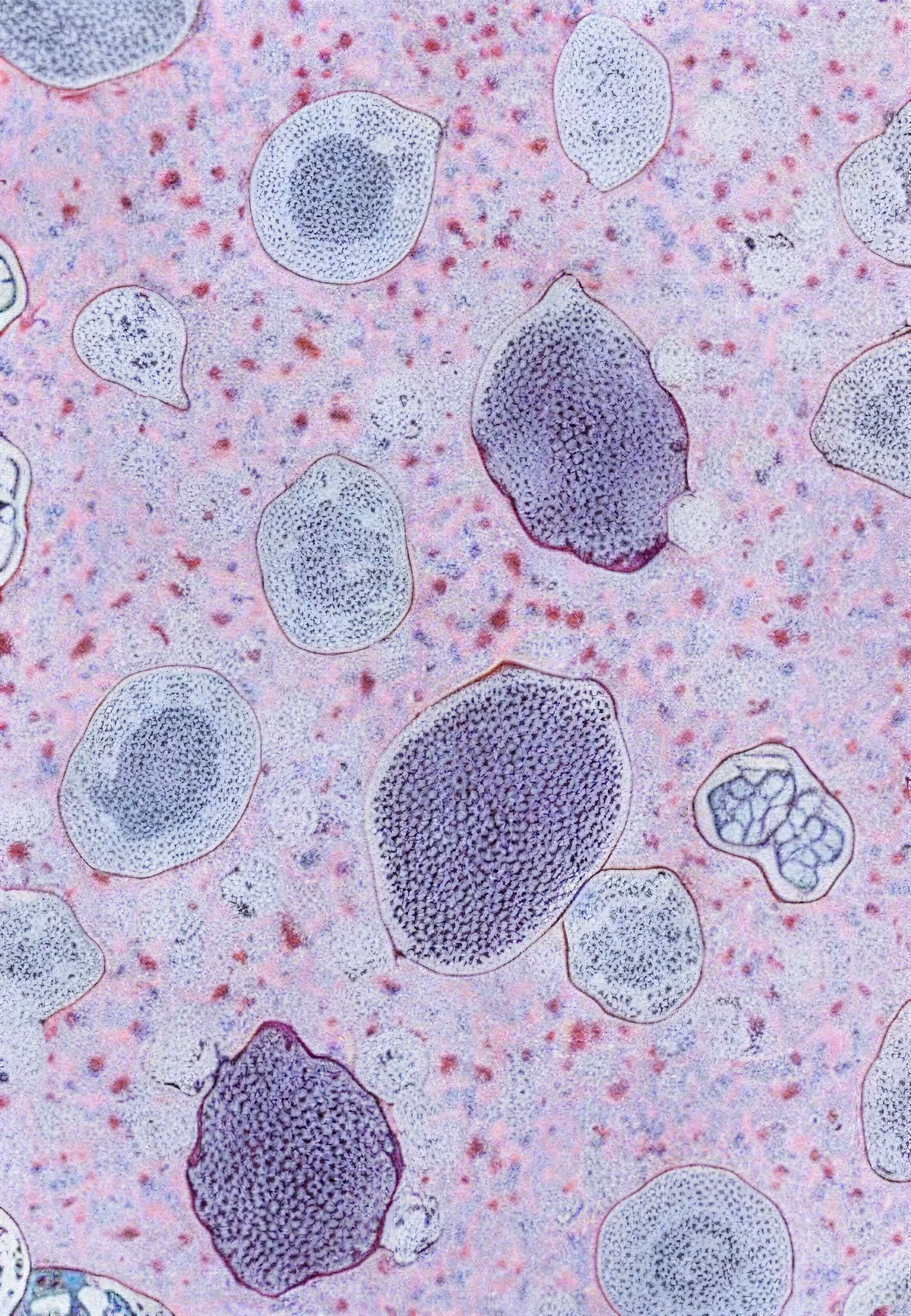 Histologia In Silico #67