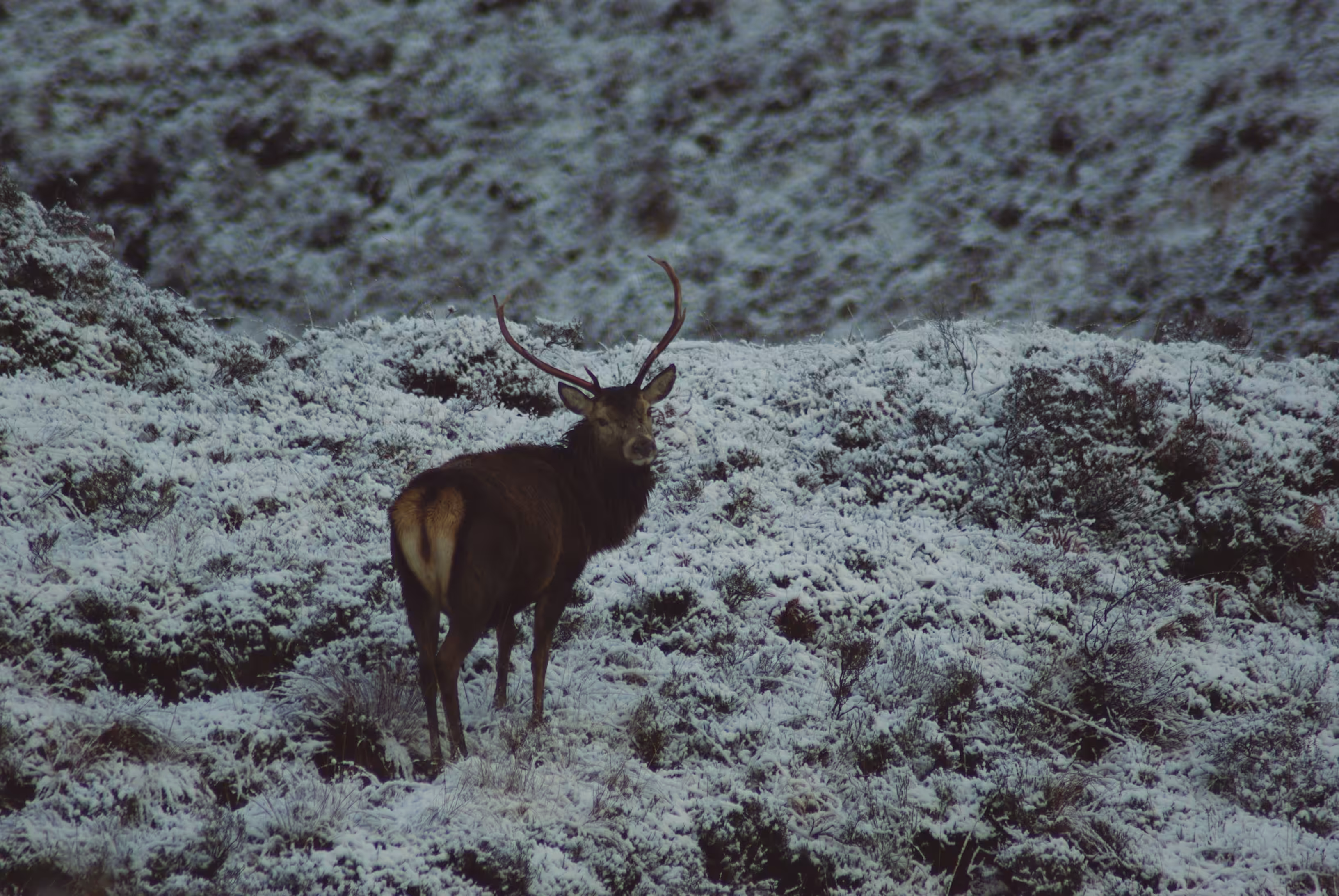 O Wild Deer